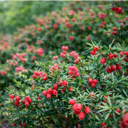 English Yew Tree Seeds 10 Pack, Taxus baccata, Hardy Evergreen Conifer, Garden Tree Seeds, Ornamental Plant Seeds