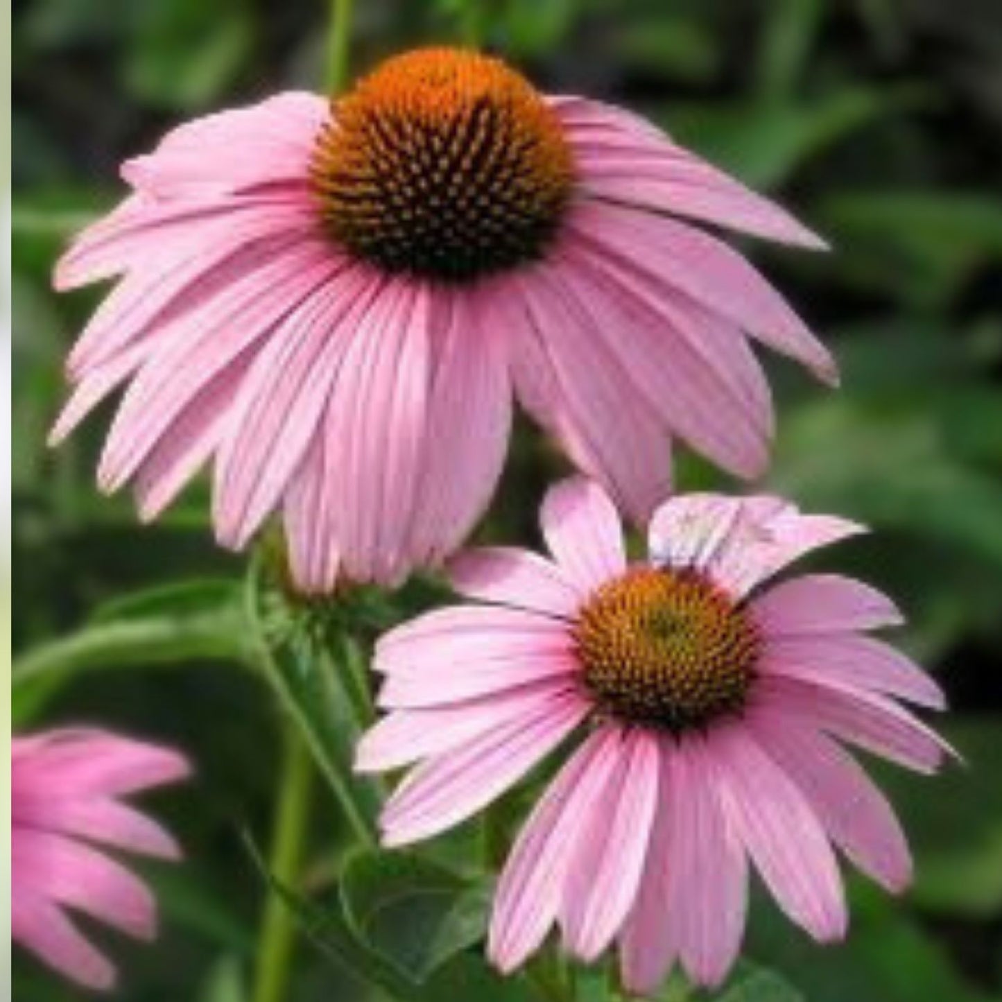 Purple Coneflower Starter Plant - Echinacea Magnus Perennial - Live Plant for Garden and Landscaping