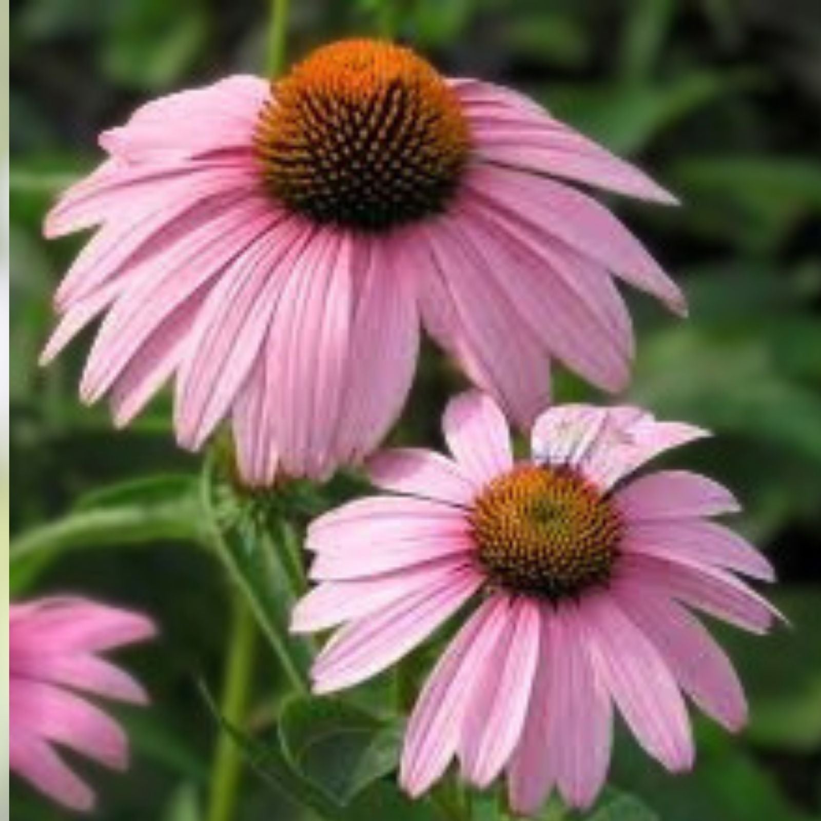 Purple Coneflower Starter Plant - Echinacea Magnus Perennial - Live Plant for Garden and Landscaping