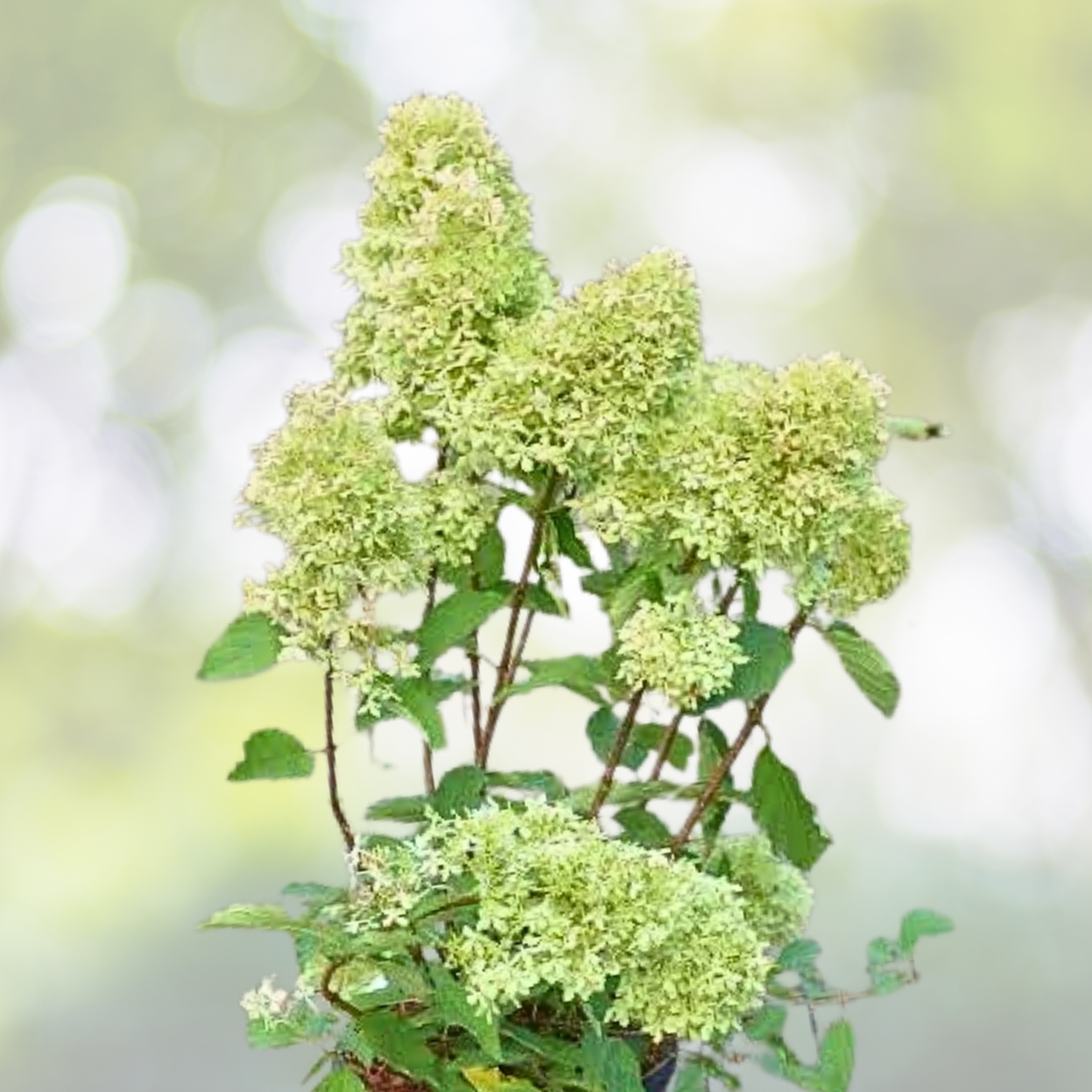 Hydrangea Starter Plant 8-12 Inch Magical Lime Sparkle Hydrangea macrophylla