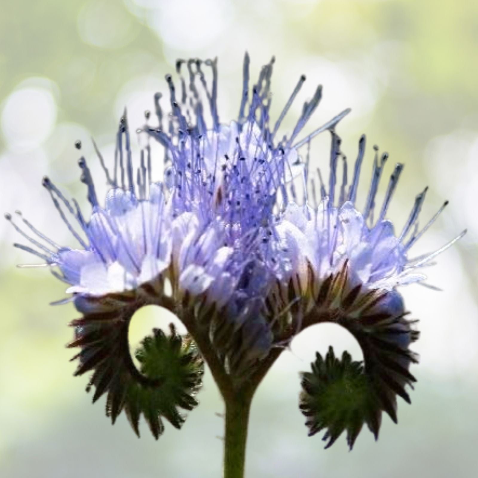 Lacy Phacelia Seeds | 1700+ Purple Edible Seeds | Tanacetifolia