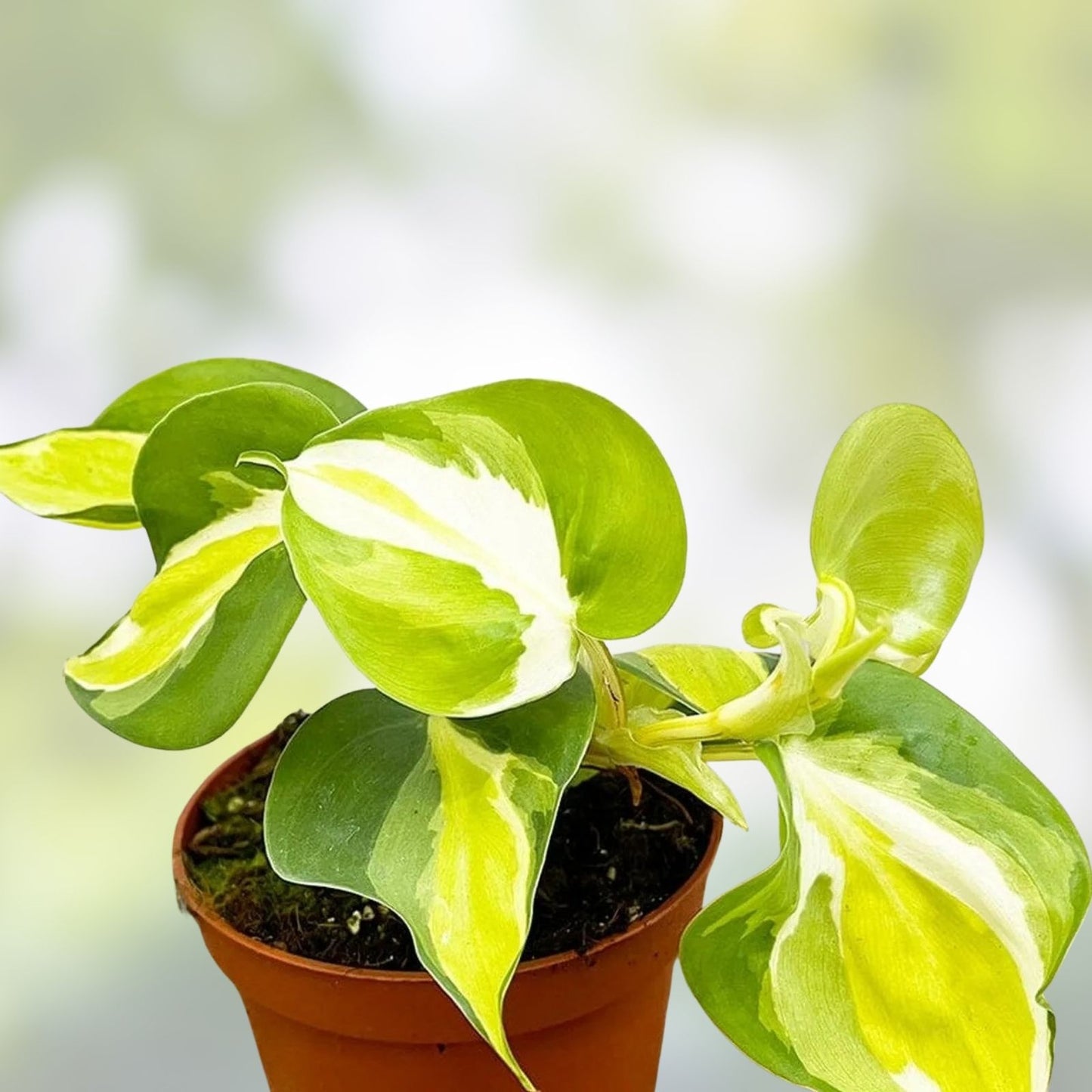 Philodendron Cuttings - Cream Splash Variety - Tropical Houseplant - Philodendron 'Cream Splash'