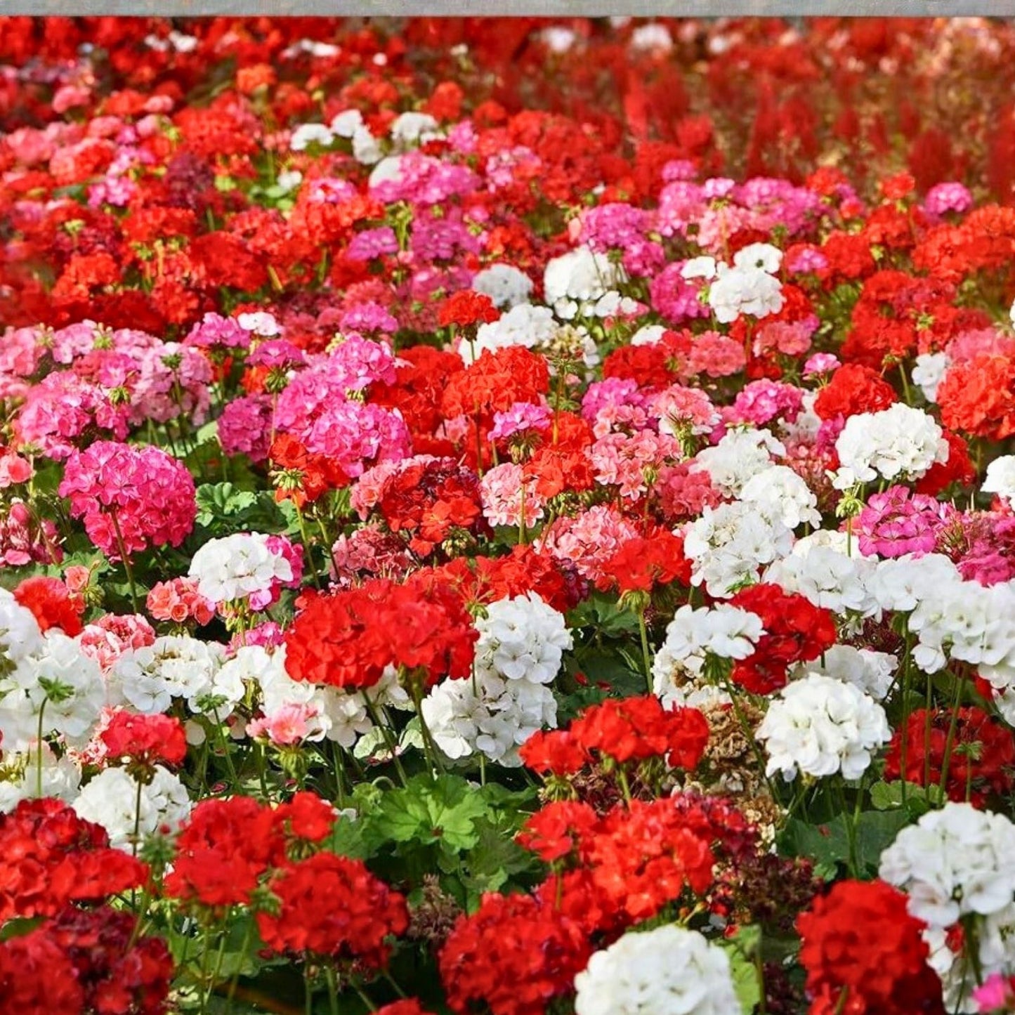 Geranium Seeds 100+ Pack Non-GMO Pelargonium Fragrant Spring Flowers Garden Seeds