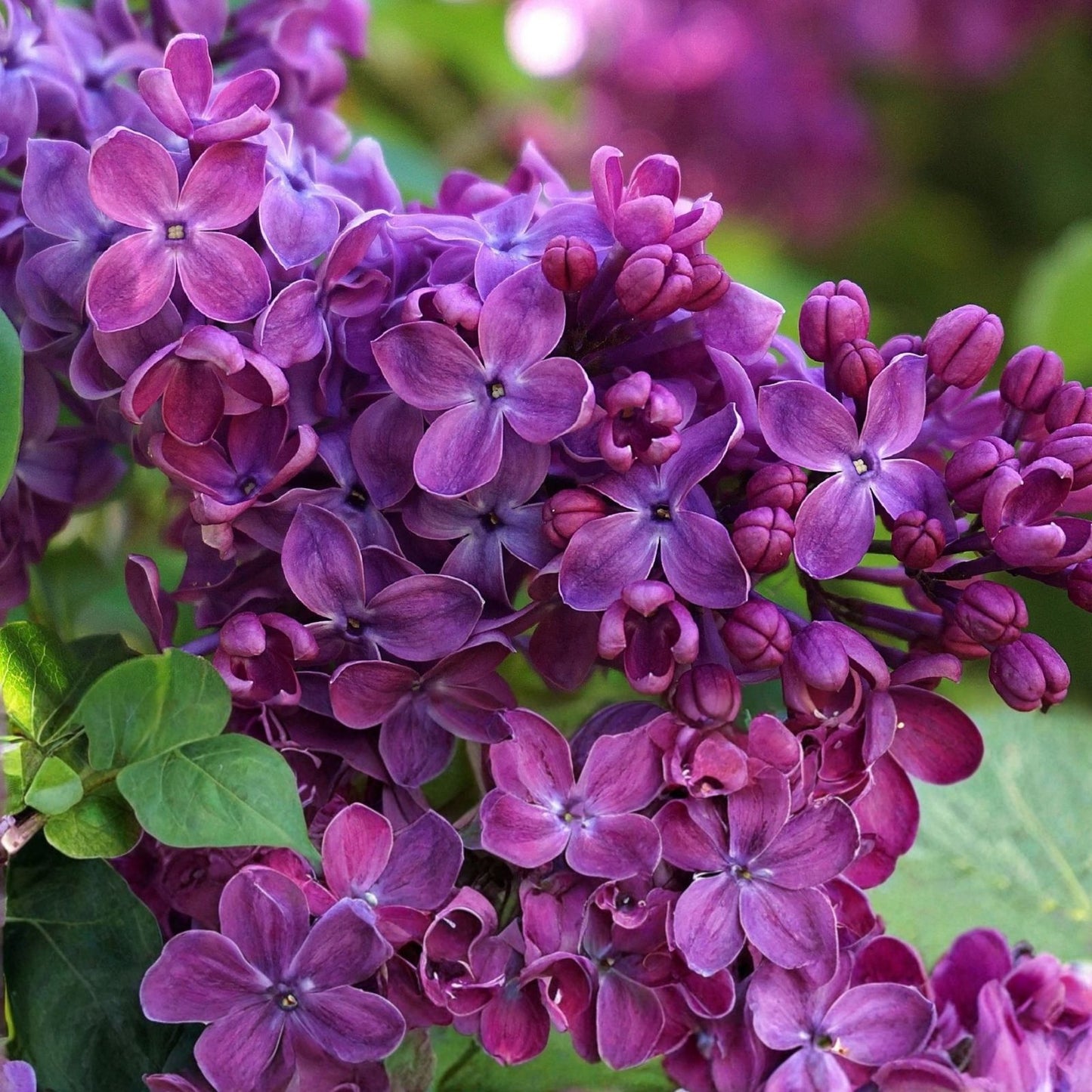 Congo Lilac Starter Plant 4-8” Well Rooted Syringa Vulgaris Lilac Flowering Shrub