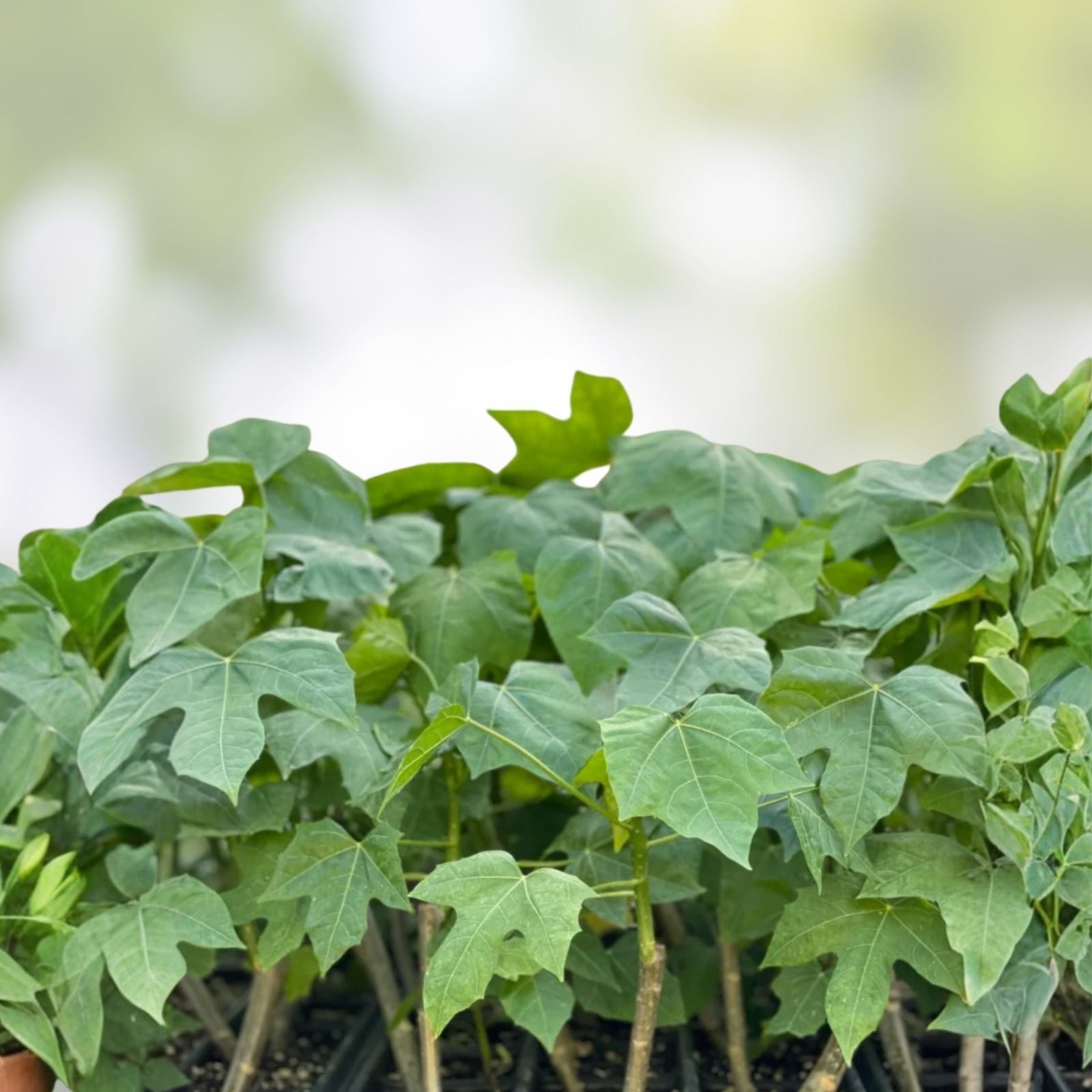 Chaya Cuttings - Organic Spinach Plant - Easy to Root Cnidoscolus aconitifolius - Edible Leaf Vegetable Propagation