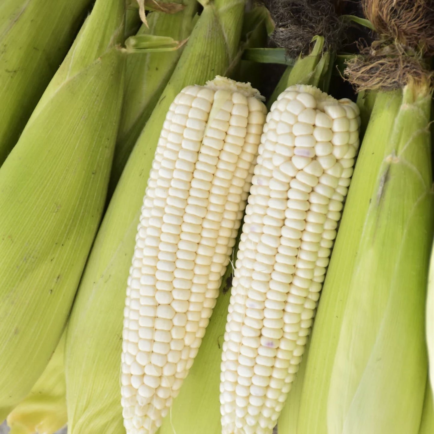 White Corn Seeds for Planting, 75 Count, Non-GMO Heirloom Zea mays, Sweet Corn Seeds for Garden, Organic Corn Seed Pack
