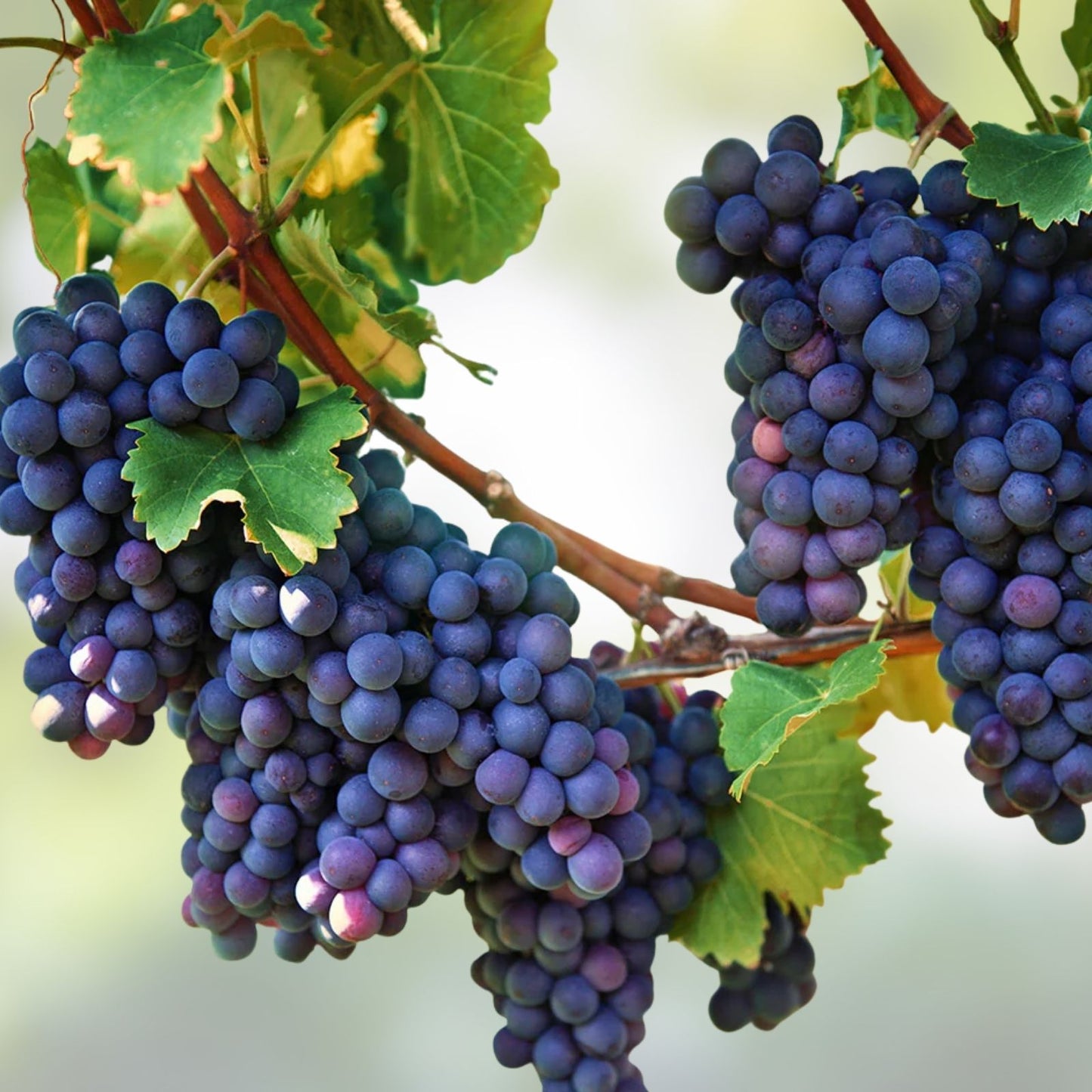 Grape Vine Seeds 30 Pack, Wine Grape Seeds for Planting, Vitis vinifera, Fruit Variety, Home Garden