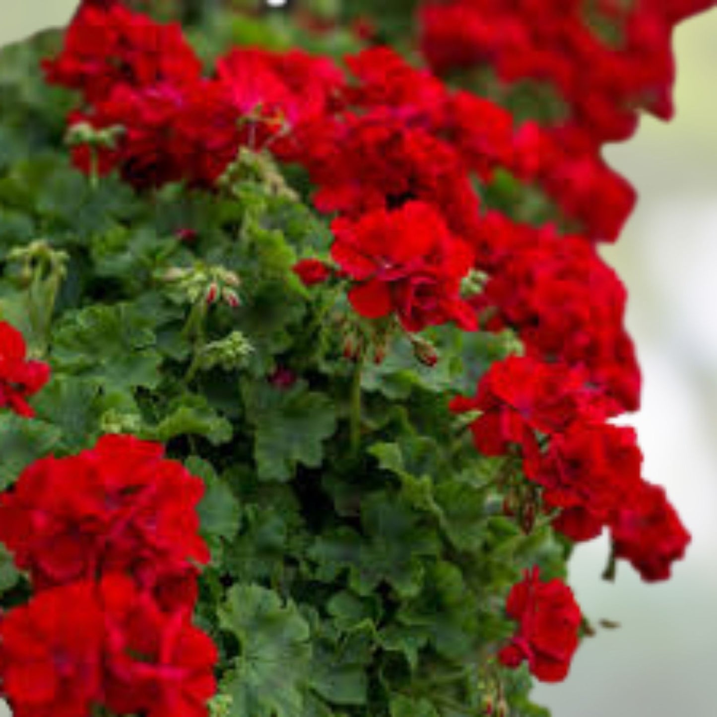 Live Plant Cuttings - 3 Pack Rose Red Citronella Peltatum Ivy Geranium Pelargonium peltatum - Fresh and Vibrant