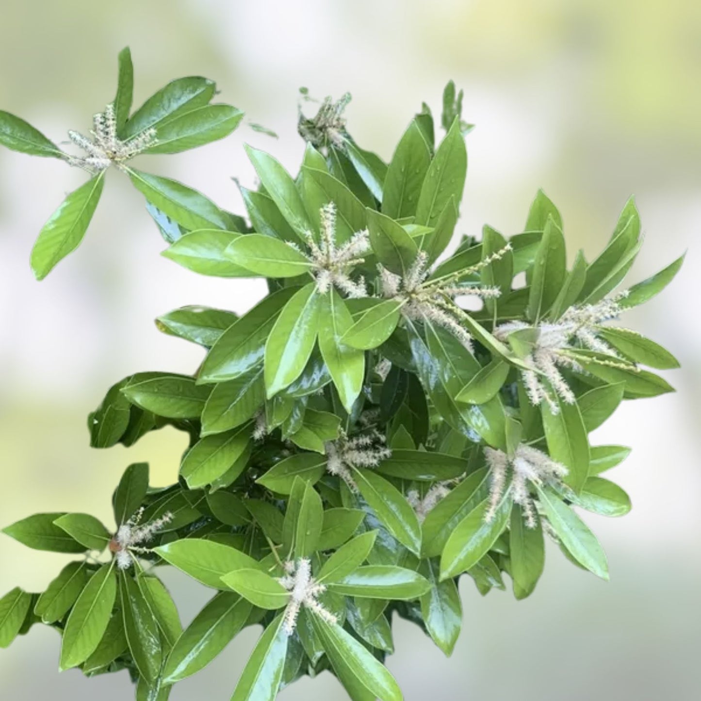 Japanese Stone Oak Tree Seeds – 5 Seeds – Lithocarpus edulis – Hardy Tree with Unique Foliage for Planting and Landscaping