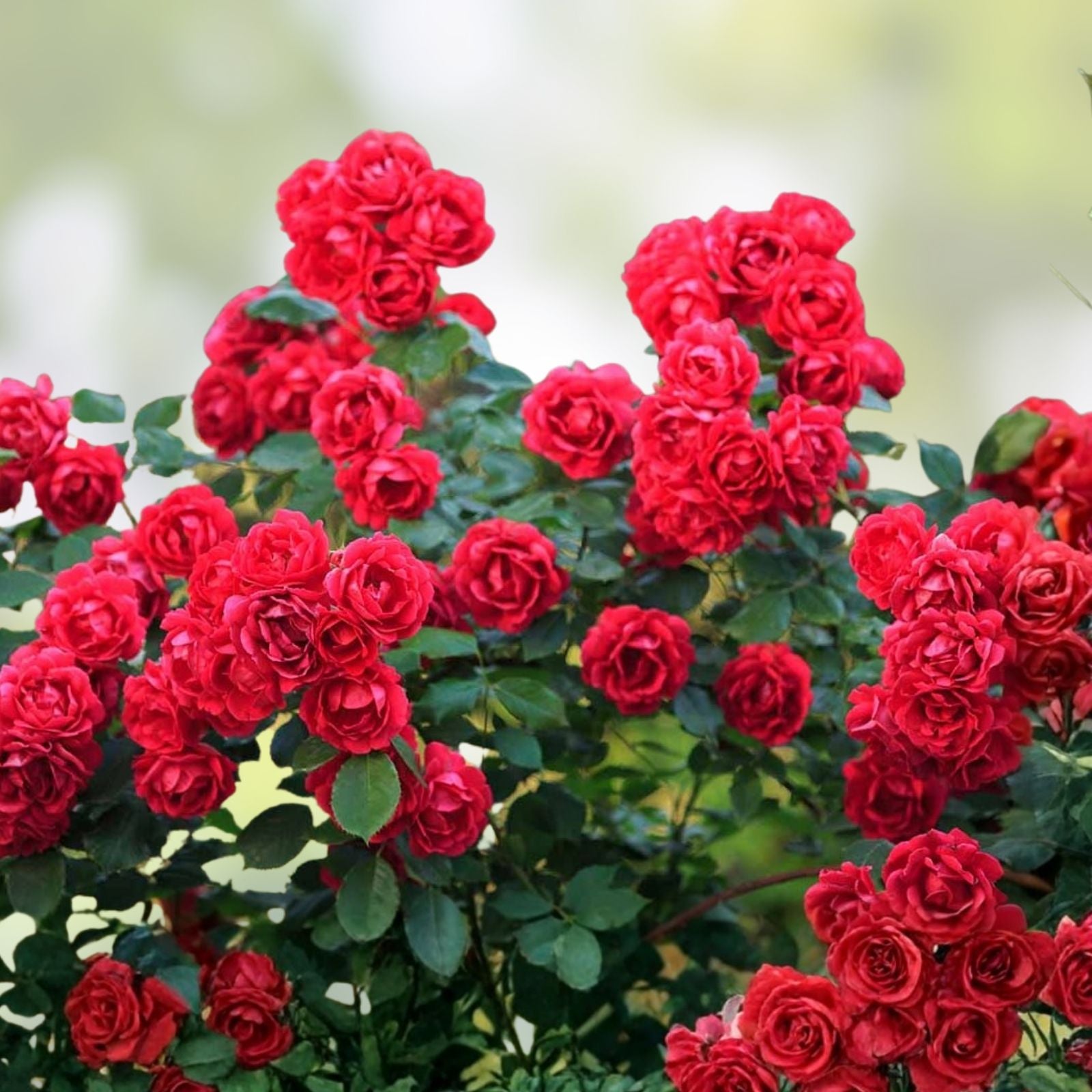 Red Rose Bush Live Plant 1-2' Olympiad Variety Rosa hybrida AARS Winner 1984 Shrub