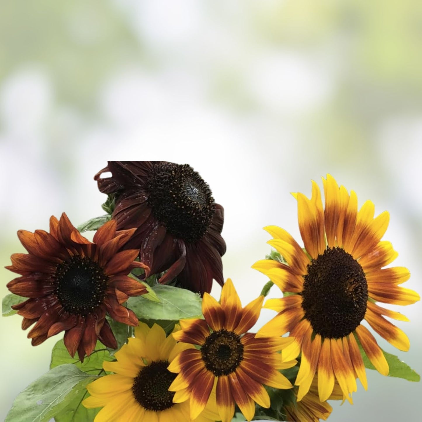 Sunflower Seeds Mix 50+ Seeds - Crazy Multi-Color Varieties - Helianthus annuus Garden Flower Seeds