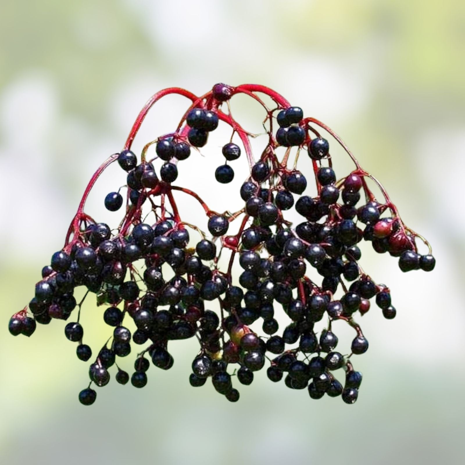 Elderberry Live Plant Set of 2 – Edible Bare Root Sambucus Nigra Fruit-Bearing Shrubs for Garden