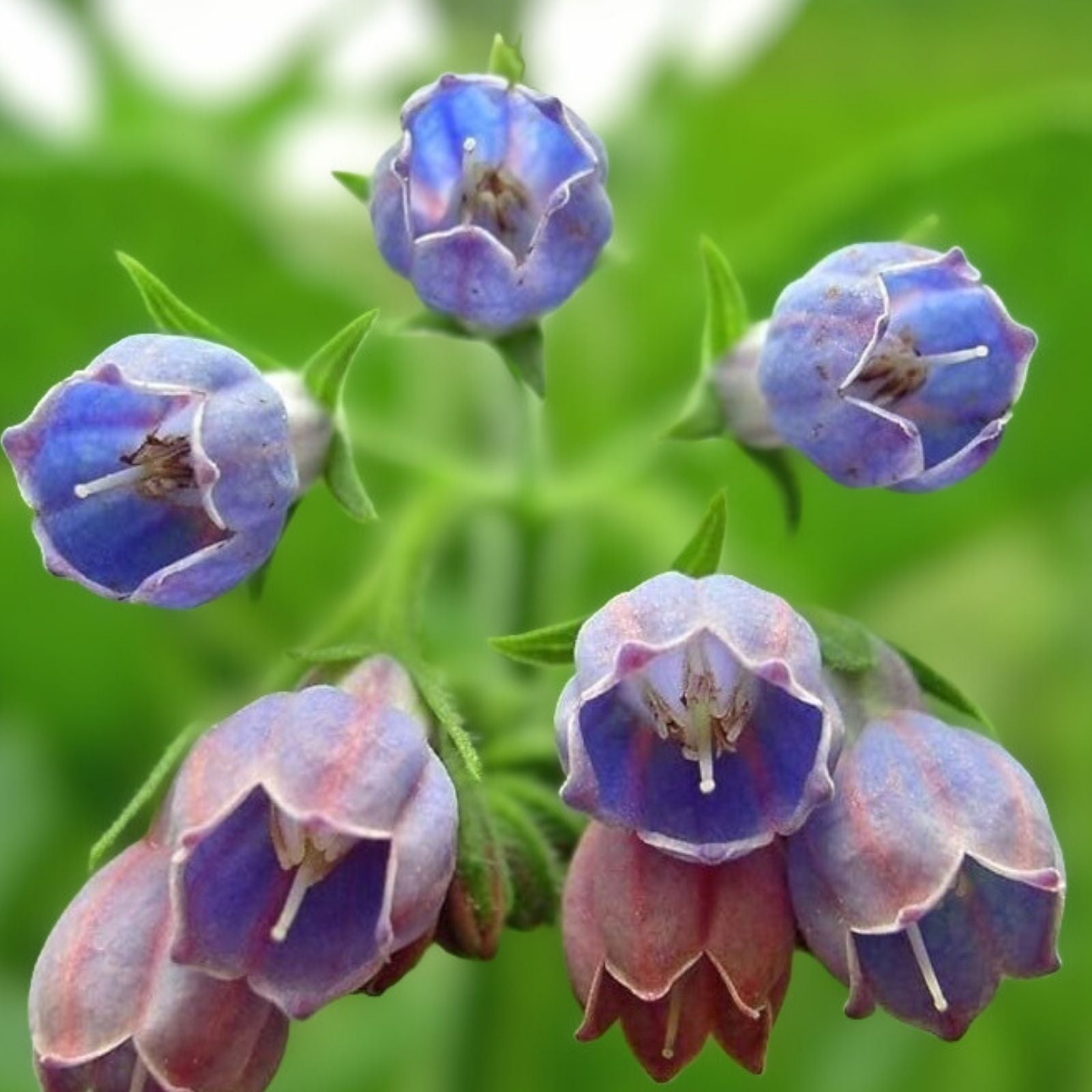 Comfrey Seeds 10 Pack - Healing Herb Symphytum Officinale - Medicinal Plant for Garden and Herbal Use
