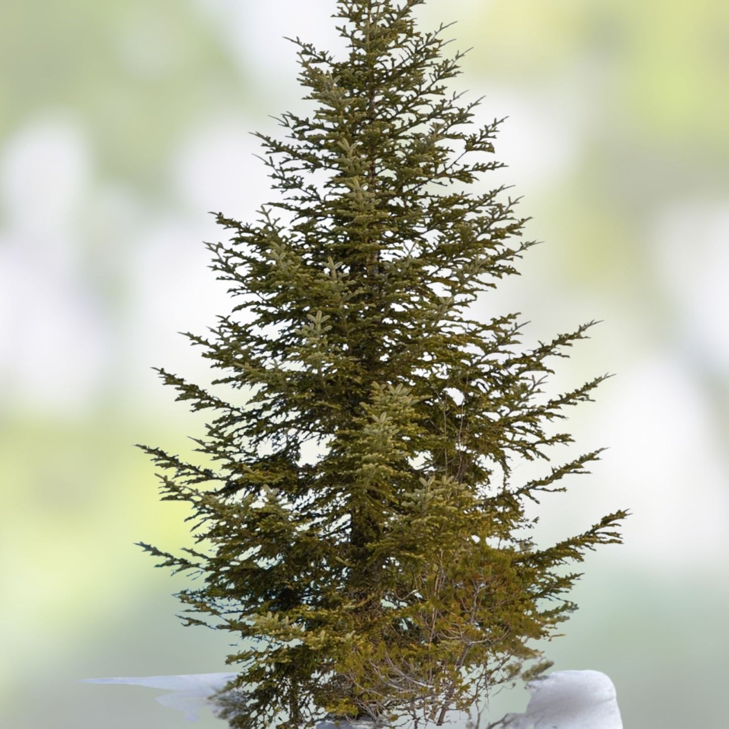 Balsam Fir Tree Seeds - 50 Count - Abies balsamea Evergreen Conifer Seeds for Planting