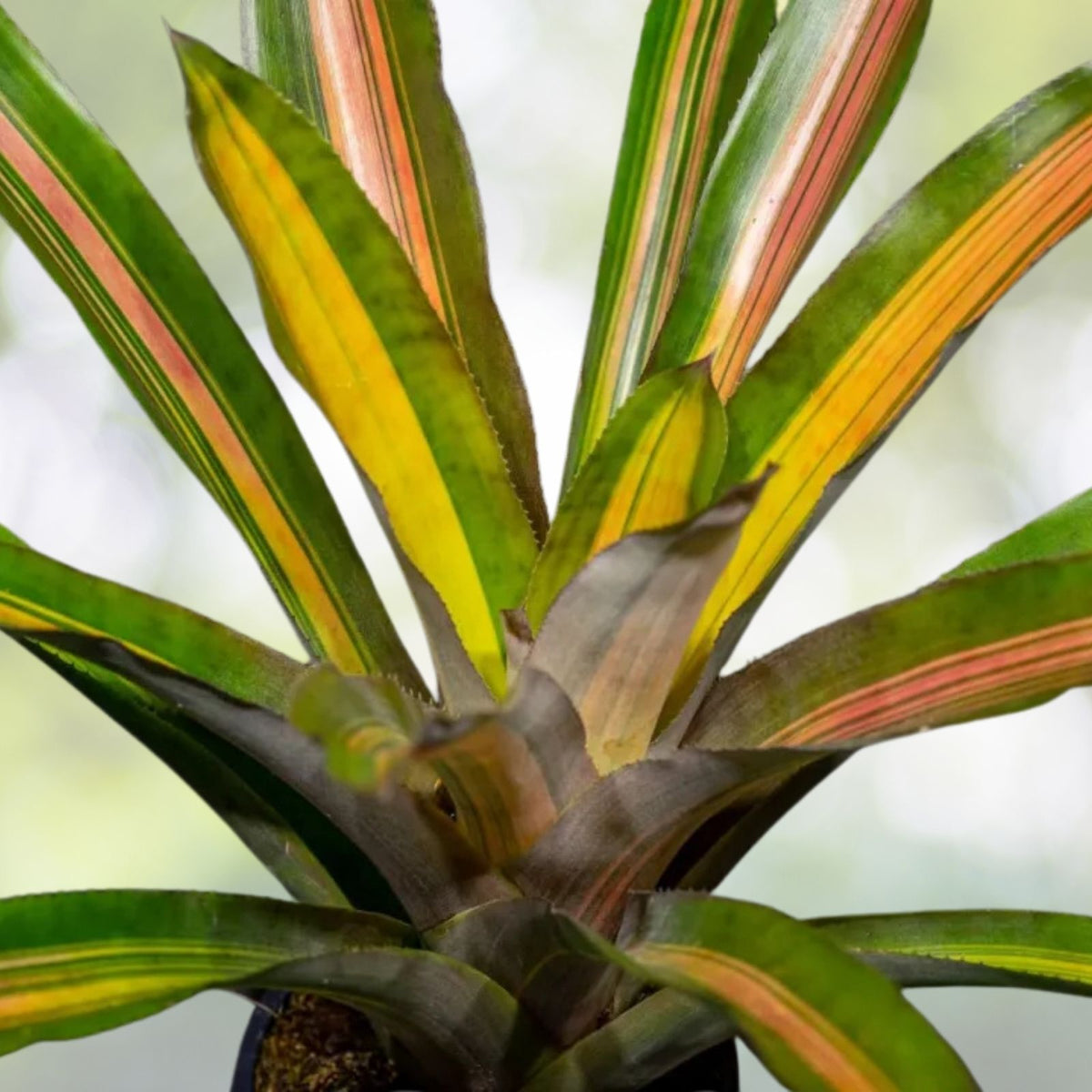 Aechmea Alvarez 6" Bromeliad Plant - Variegated Green Foliage with Salmon Pink and Orange Blushing - Tropical Houseplant