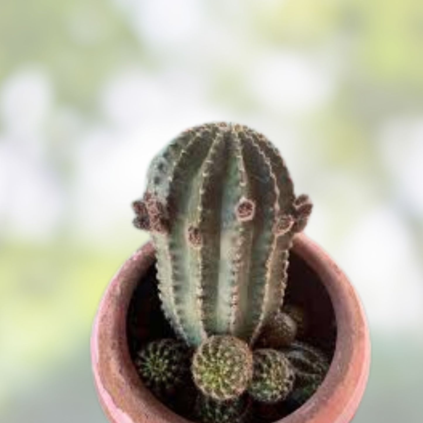 Echinopsis 'California' Cactus Cutting with 4 Pups - Succulent Plant for Indoor Gardening, Easy Care, Desert Cactus, Live Plant