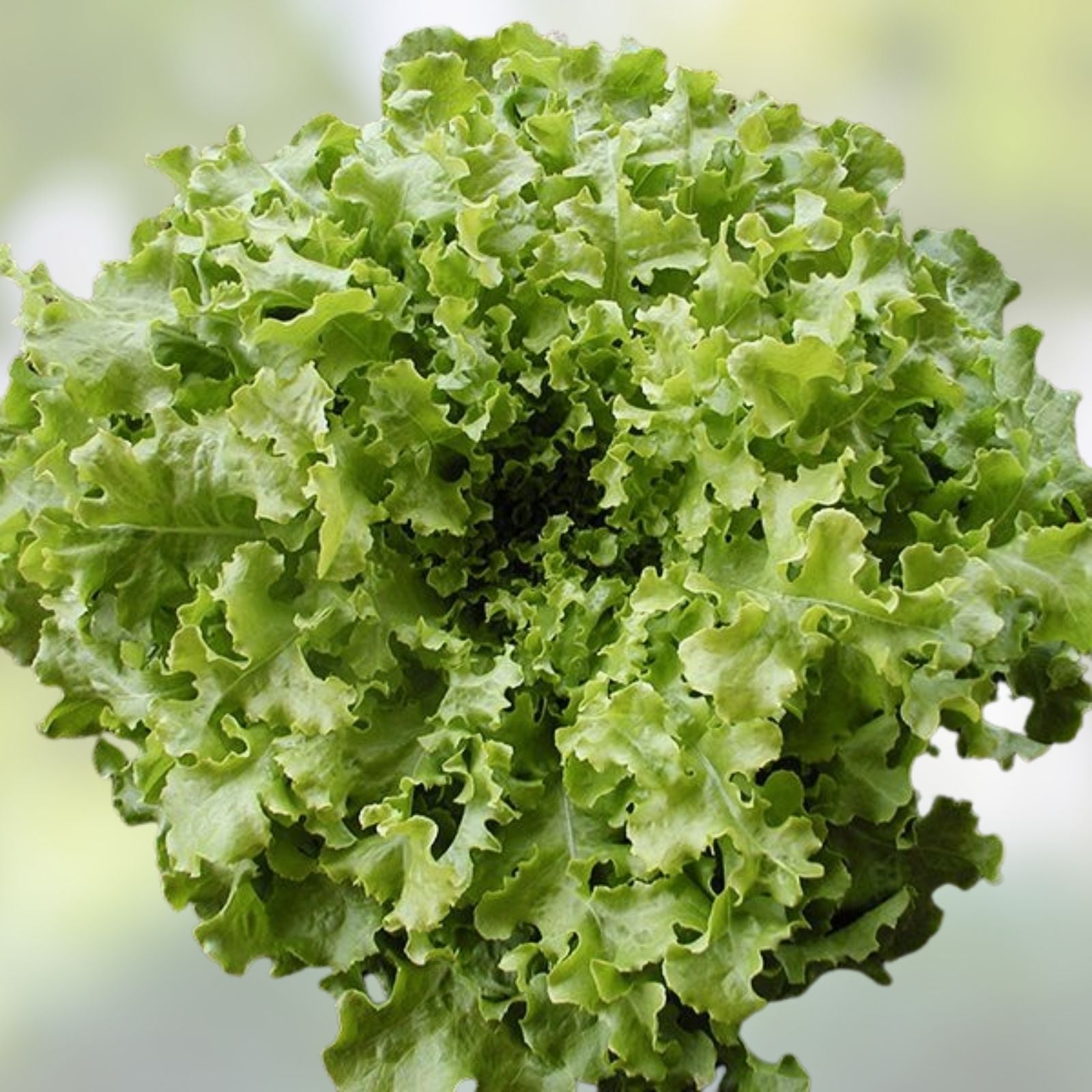 Organic Green Lettuce Seeds 500 Pack Non-GMO Vegetable Seeds USA Grown for Home Gardening