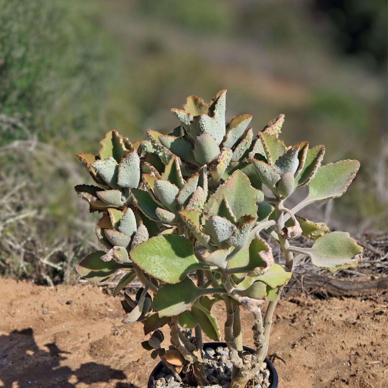 Kalanchoe Cutting Fang - No Roots - Kalanchoe beharensis - Unique Indoor Succulent Plant for Gardening
