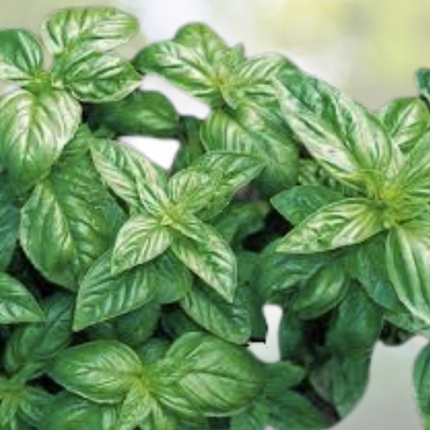 Sweet Basil Seeds - 200+ Count - Sweet Italian Basil Tukmaria Tulsi - Ocimum basilicum - USA Grown