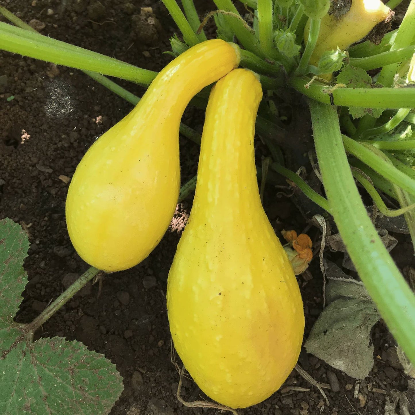 50 Summer Squash Seeds, Yellow Squash, Nutritious Cucurbita pepo, Non-GMO, Heirloom, USA Grown, Garden Planting Seeds