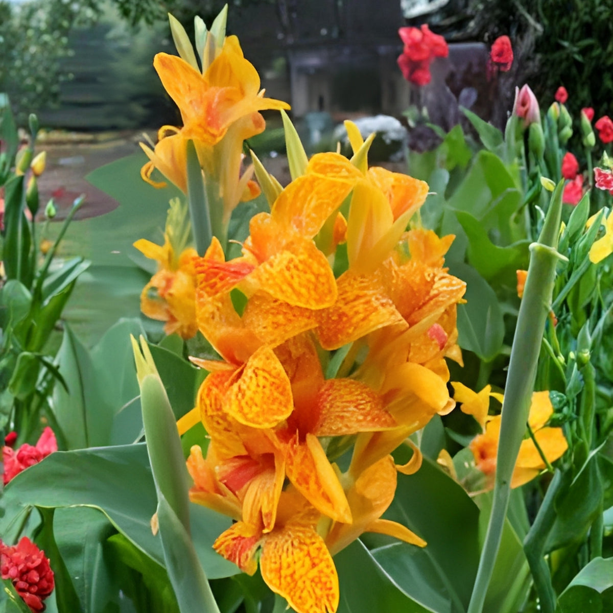 Live Canna Lily Plant 1 Gallon Pot Yellow Tropical Blooms Canna indica