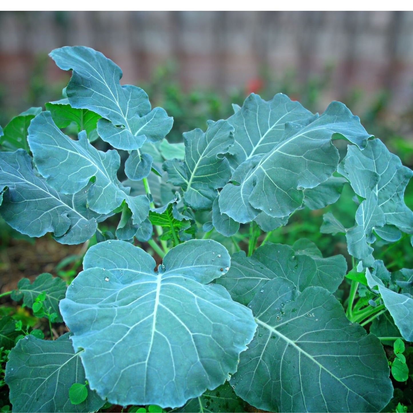 Collard Greens Seeds 1000 Pack Morris Heirloom Non-GMO Brassica oleracea var. viridis Vegetable Seeds