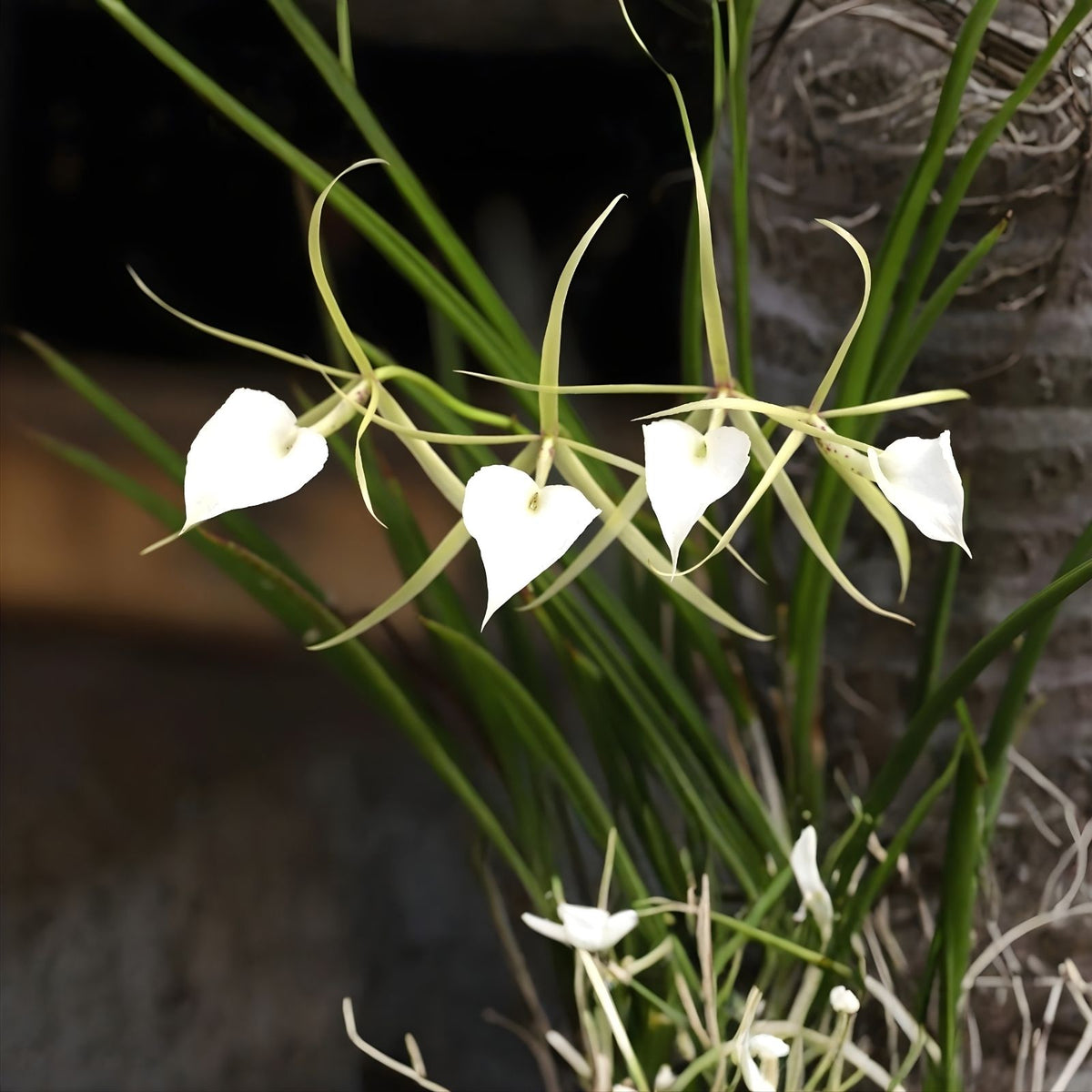 Brassavola Nodosa Orchid in 8" Clay Pot - Easy Care White Flower Orchid (Brassavola nodosa) for Home Garden