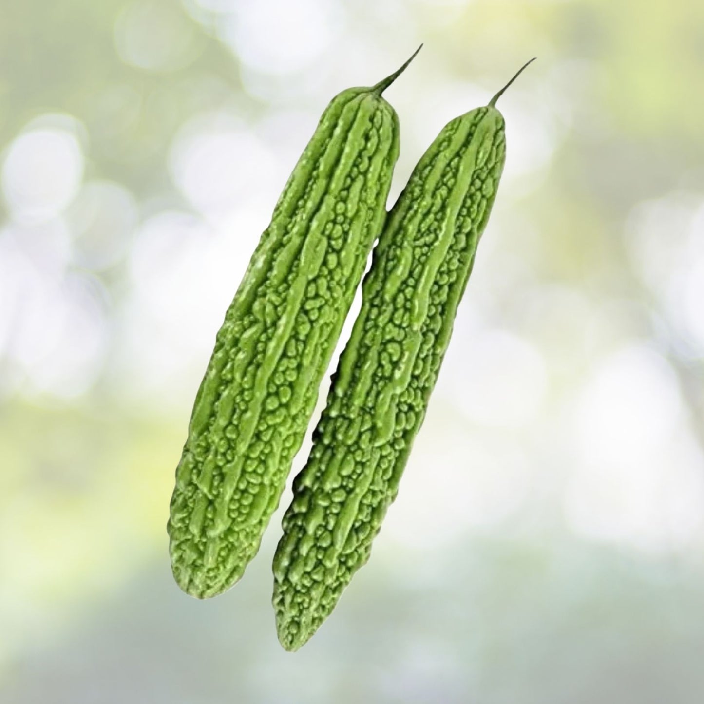 Bitter Gourd Seeds - 10+ Green Skin Long Bitter Melon Seeds (Ku Gua) - Asian Vegetable, Heirloom Variety