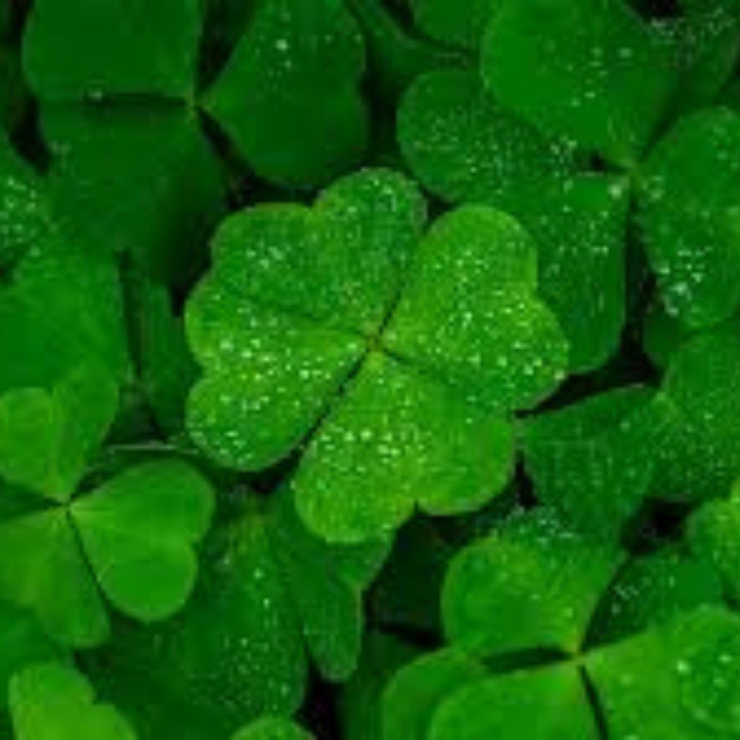 Rare 4 Leaf Clover Plant - Handpicked Genuine Lucky Gift - Trifolium repens - Lucky Clover, Four Leaf Clover, Natural Green Plant