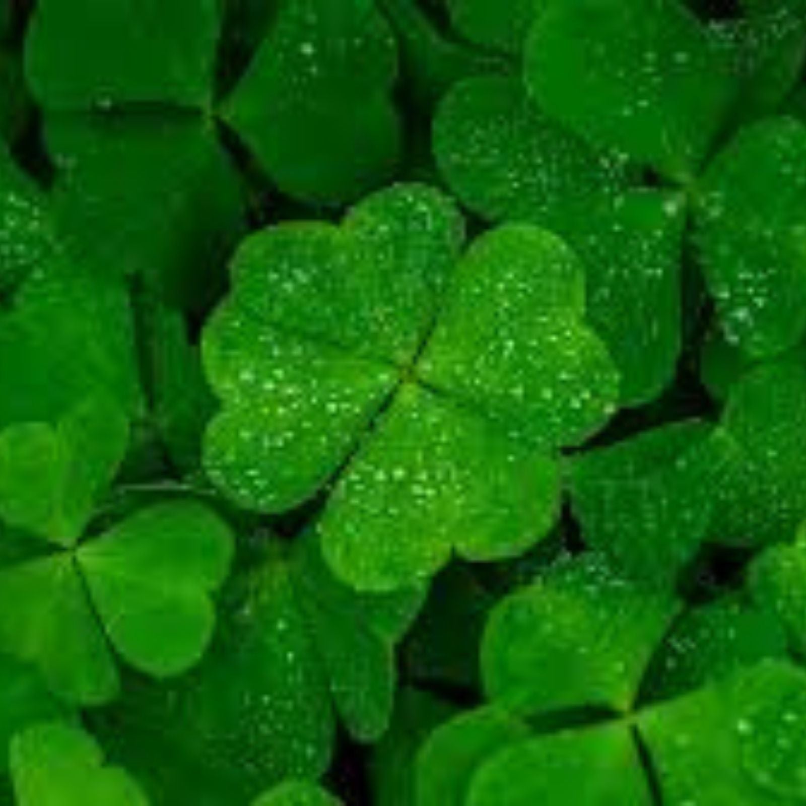 Rare 4 Leaf Clover Plant - Handpicked Genuine Lucky Gift - Trifolium repens - Lucky Clover, Four Leaf Clover, Natural Green Plant