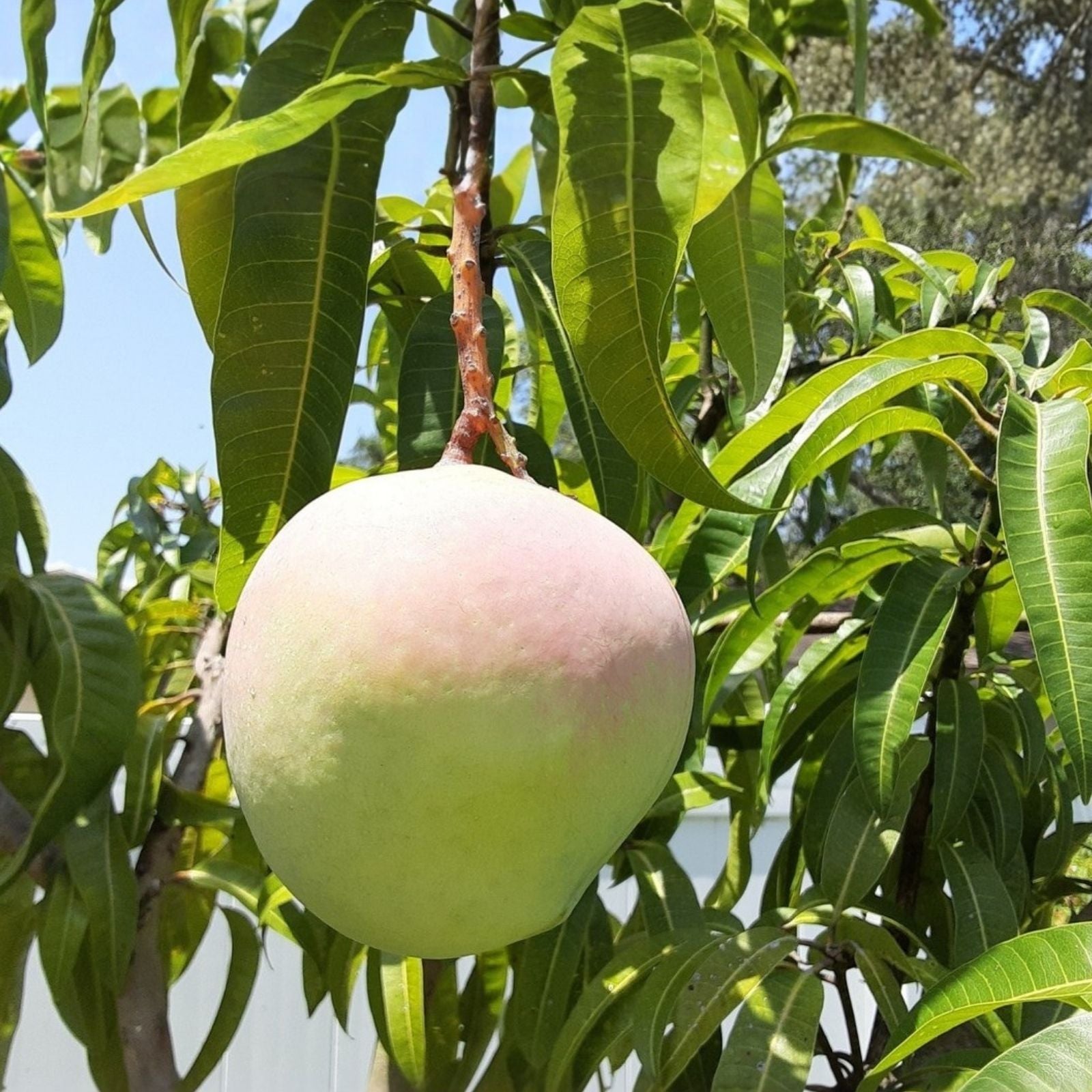 Mango Grafting Cuttings - 3 Rosigold Bud Wood for Fruit Tree Propagation - Mangifera indica Tropical Mango Tree Scions