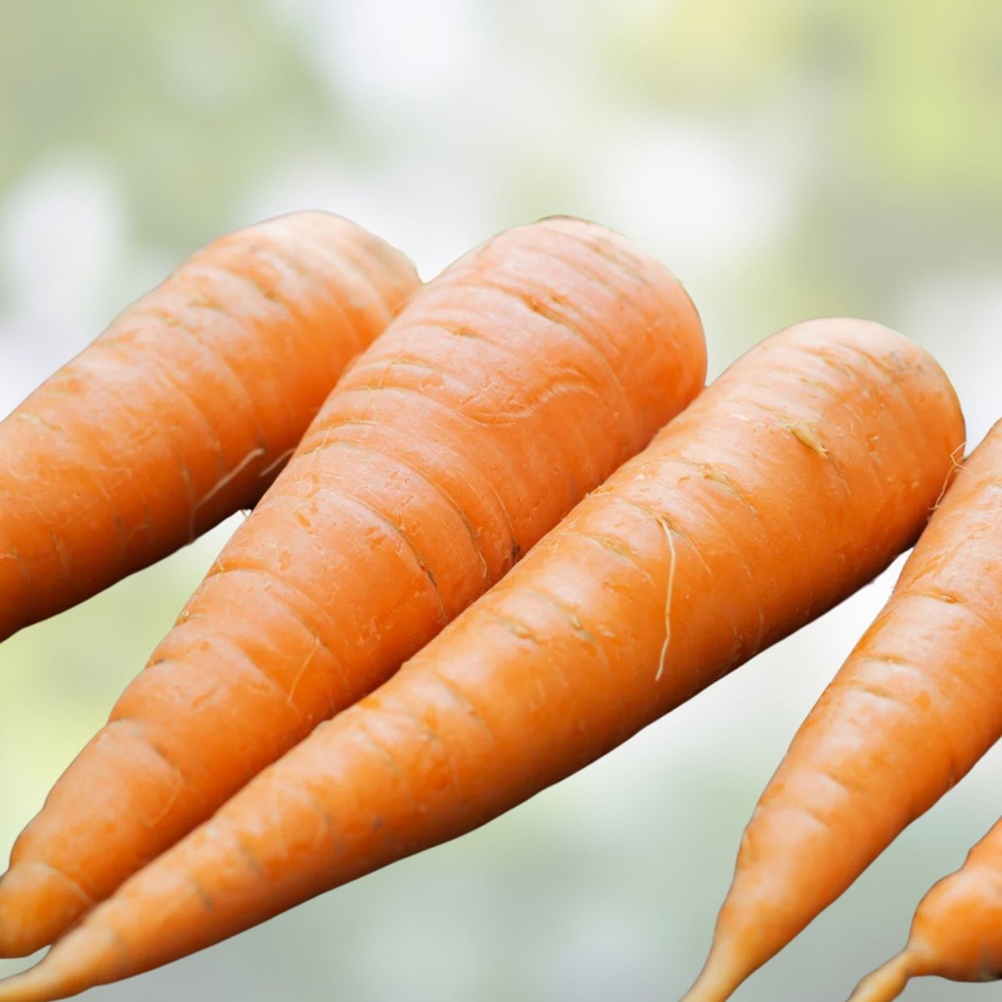 Scarlet Nantes Carrot Seeds | 100+ Heirloom Variety | Daucus carota | Organic Vegetable Seeds for Gardening