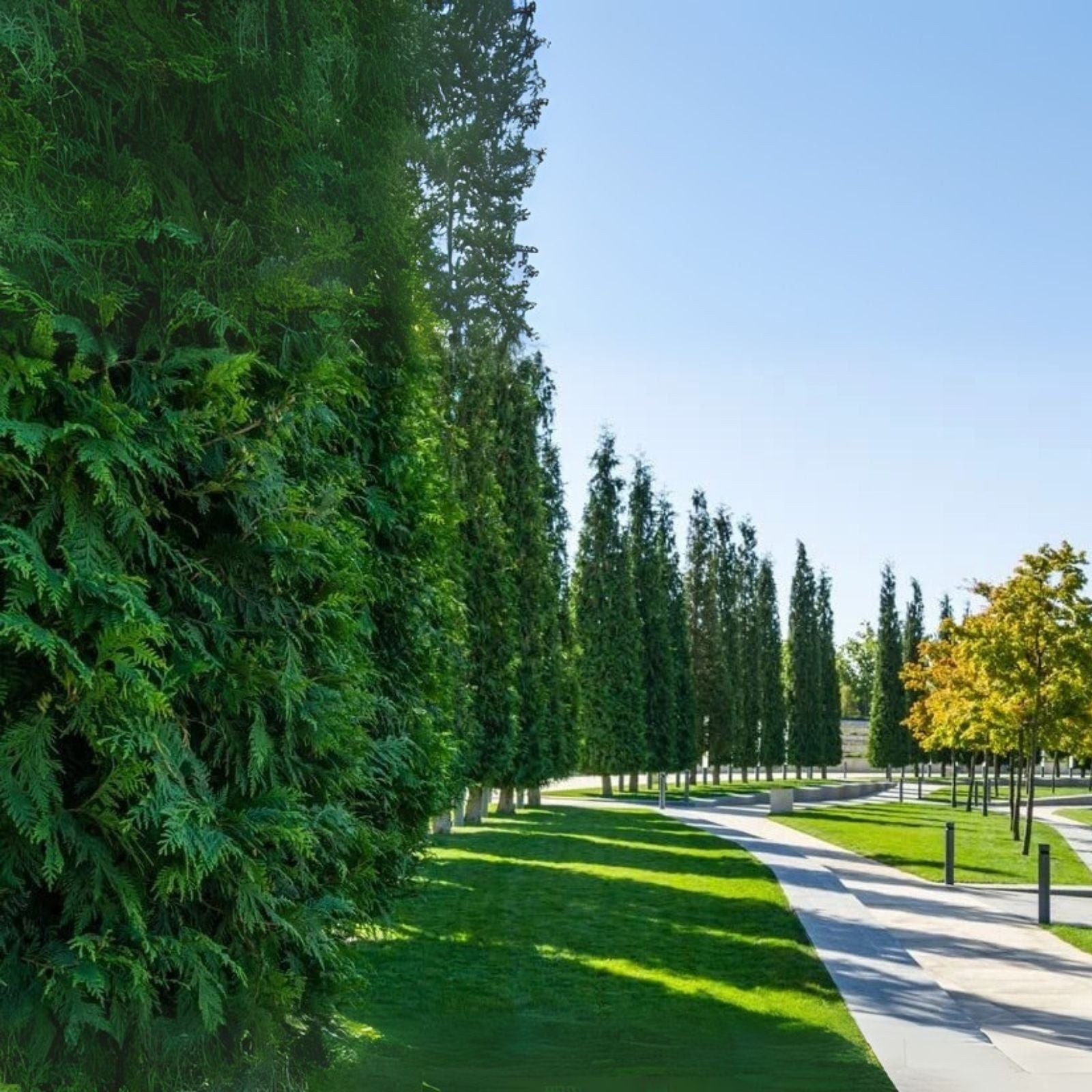 Western Red Cedar Tree Seeds - 40 Pack - Thuja plicata - Long-Lived Evergreen Seeds for Planting