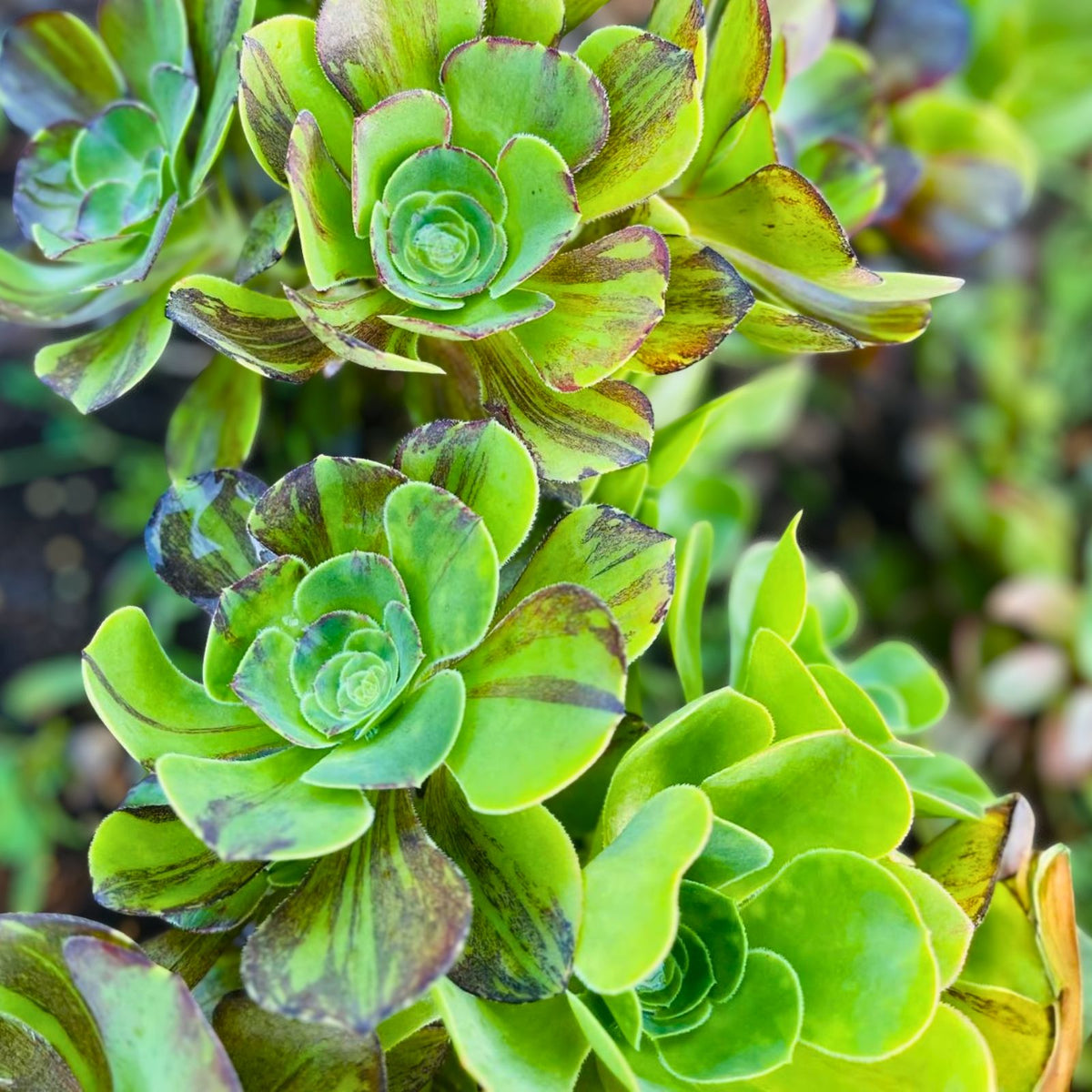 Rare Aeonium Cuttings 4” Variegated Medusa Succulent Aeonium variegatum for Unique Indoor Gardening