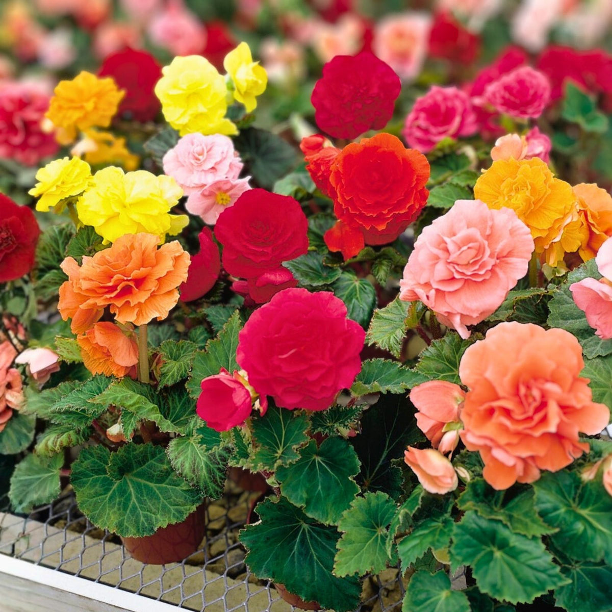 Begonia Seeds 45 or 125 Count Tangy Twist Non-GMO Flower Seeds Begonia x tuberhybrida