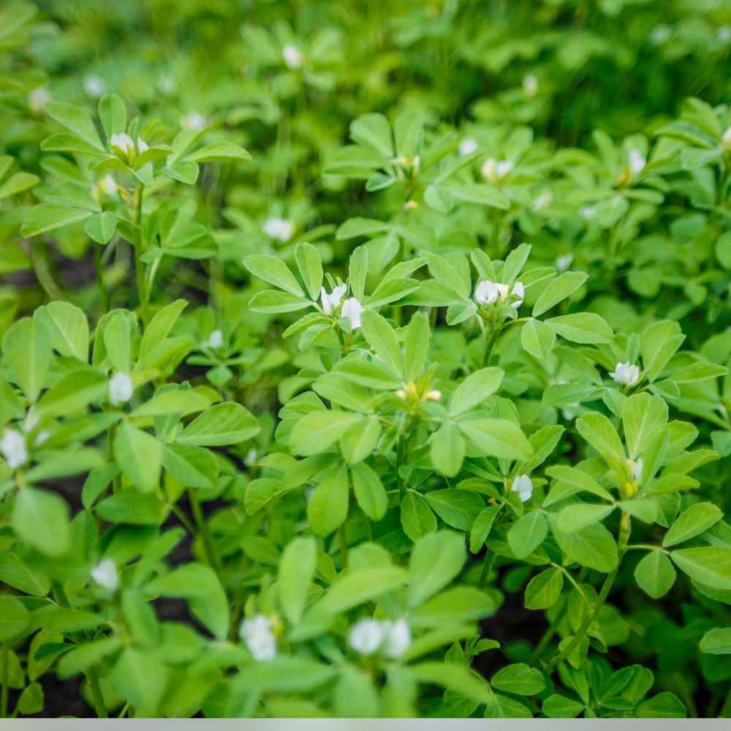 Fenugreek Herb Seeds Heirloom Variety 50+ Seeds for Cooking & Gardening Trigonella foenum-graecum