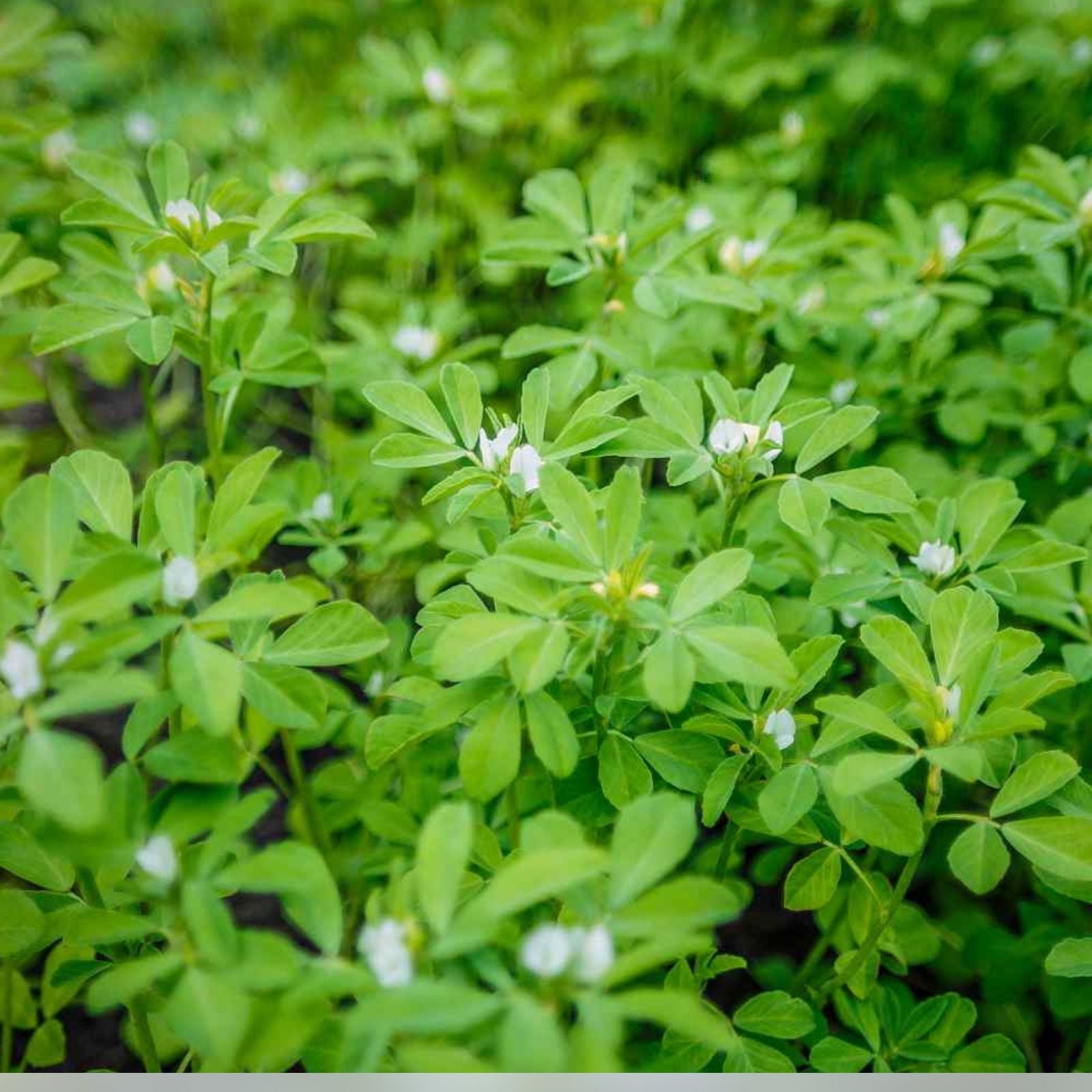 Fenugreek Herb Seeds Heirloom Variety 50+ Seeds for Cooking & Gardening Trigonella foenum-graecum