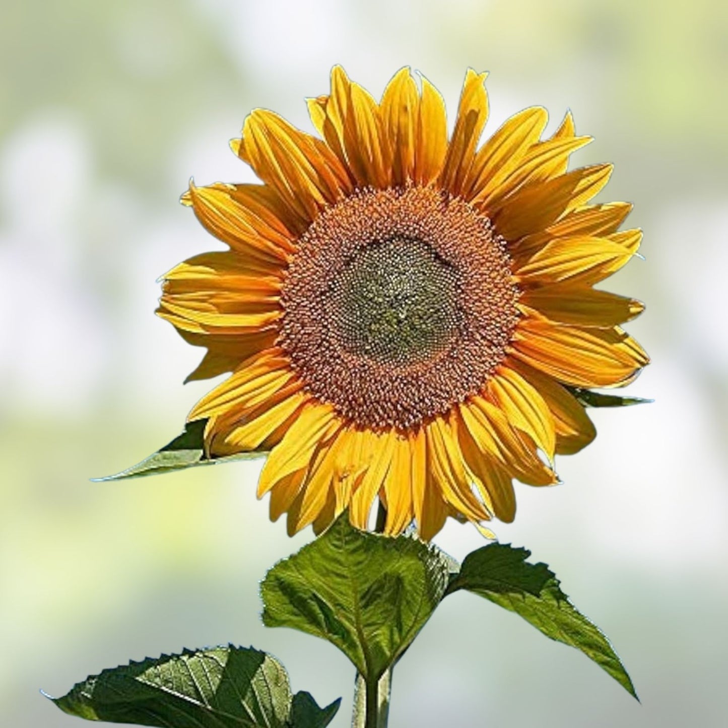 Mongolian Sunflower Seeds 10 Count | Largest Sunflower Helianthus annuus | Ornamental Garden Flower Seeds