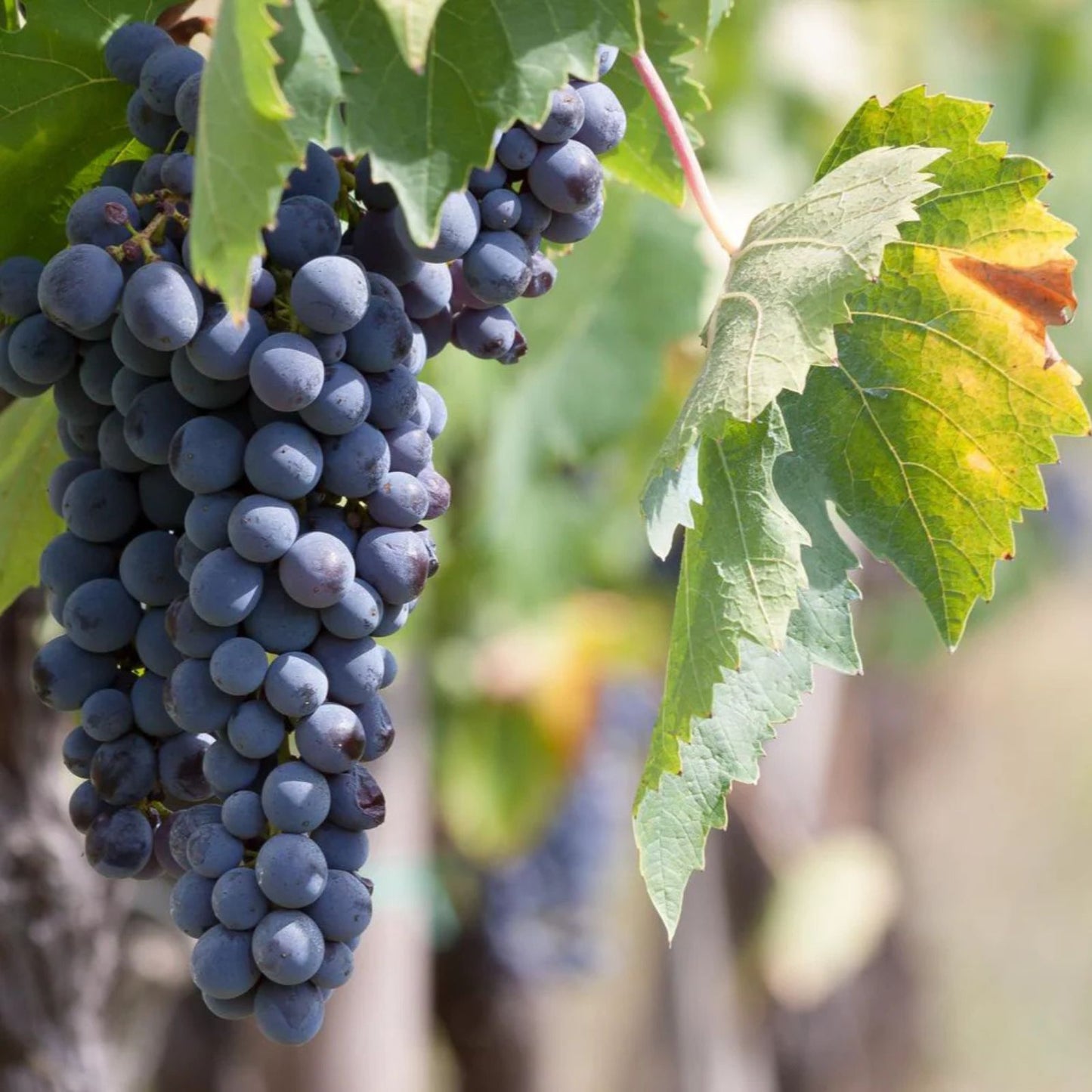 Vine Seeds for Planting - Climbing Wall and Fence Variety - Landscaping Plant - Vitis vinifera