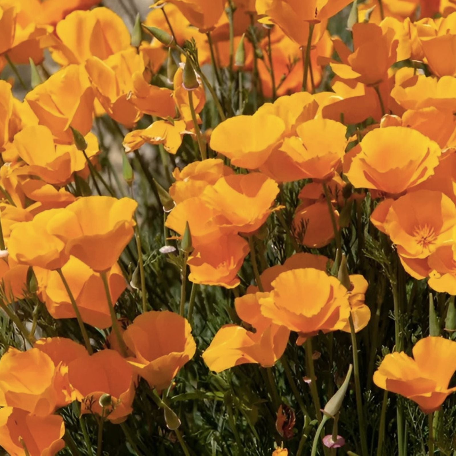 California Poppy Flower Seeds 2,500 Count – Eschscholtzia californica – Bright Yellow Orange Wildflower Seeds for Garden, Landscape, and Wildflower Projects
