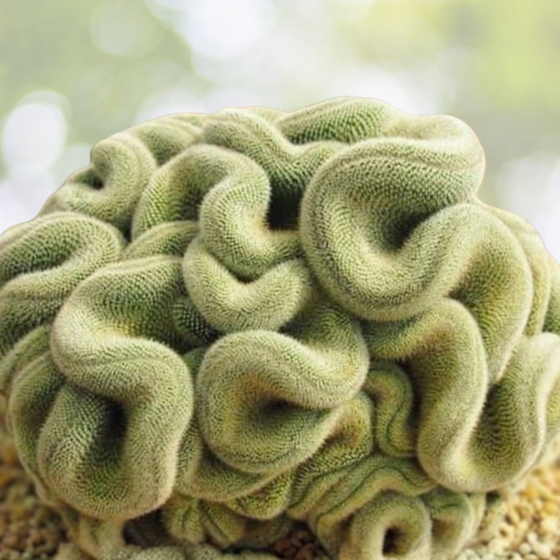 Brain Cactus 4" Pot | Mammillaria elongata 'Cristata' | Unique Crested Cactus with Brain-Like Appearance