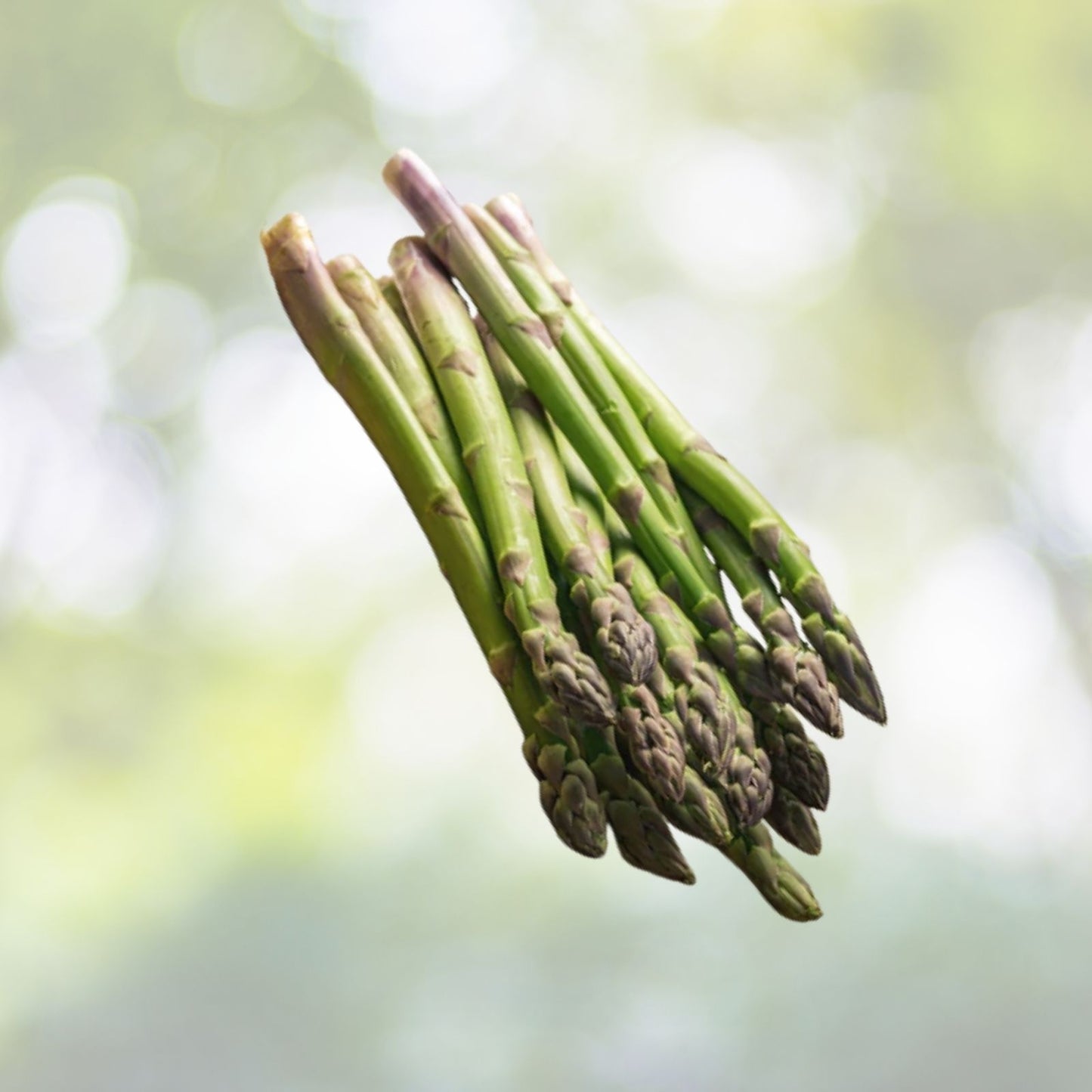 Asparagus Seeds - 50+ Mary Washington Variety - Asparagus officinalis - Non-GMO USA Grown