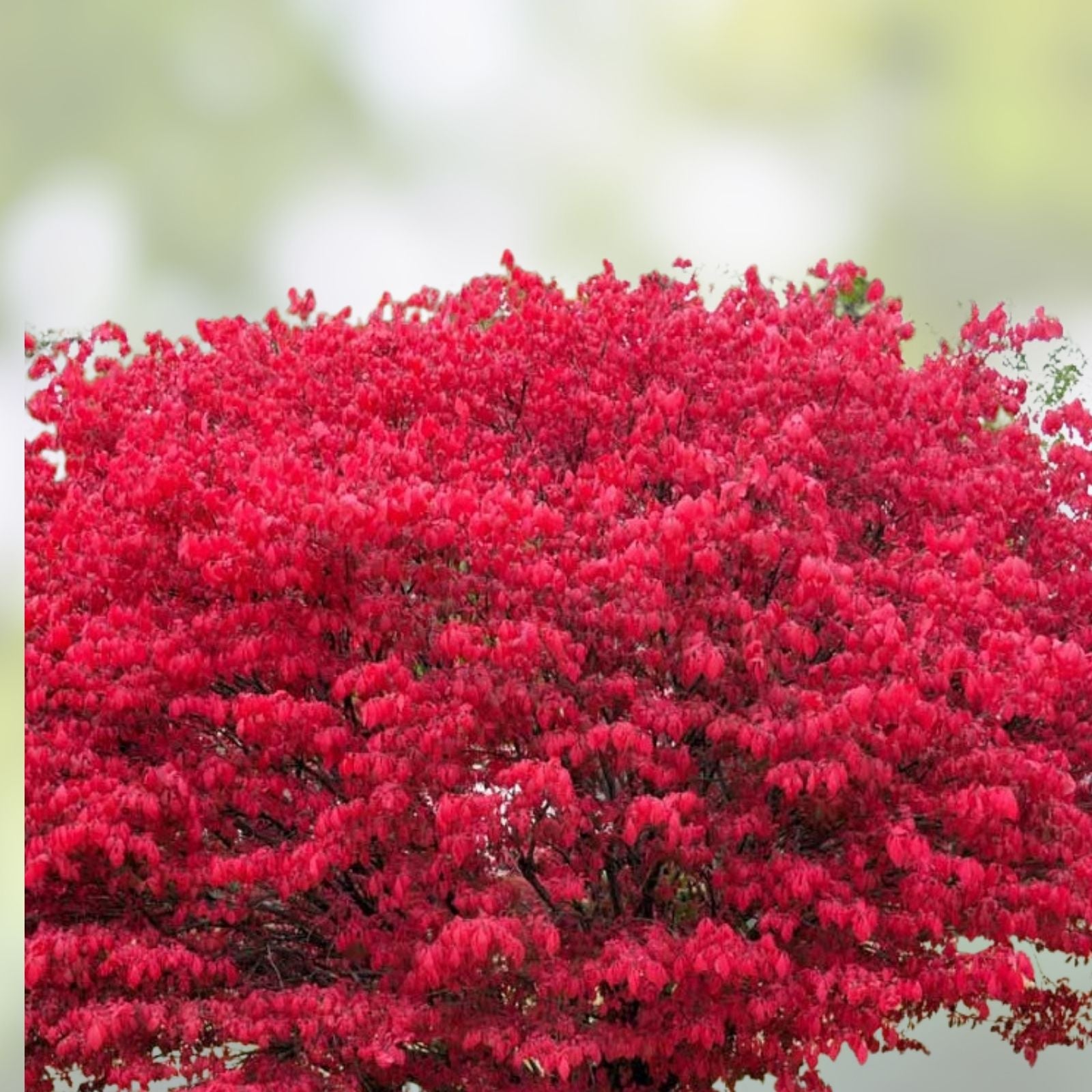 Burning Bush Live Bare Root Shrub 16+ Inches Euonymus alatus Vibrant Fall Foliage Hardy Zones 4-8