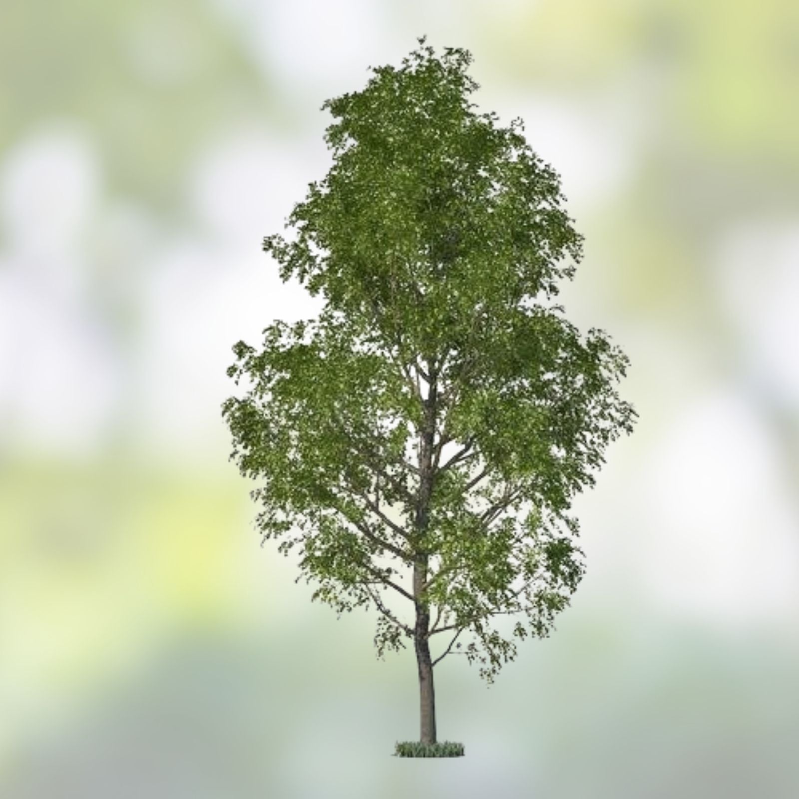 Aussie Willow Tree Cuttings - 10 Unrooted Green & Yellow Leaves - Fast Growing Salix spp, Planting Material