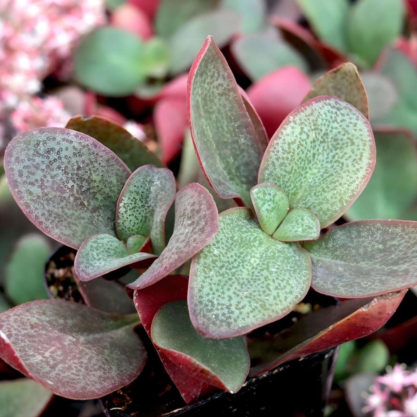 Succulent Plant Cuttings 2" Crassula Multicava Red Fairy Jade Live Unrooted 2 Pieces