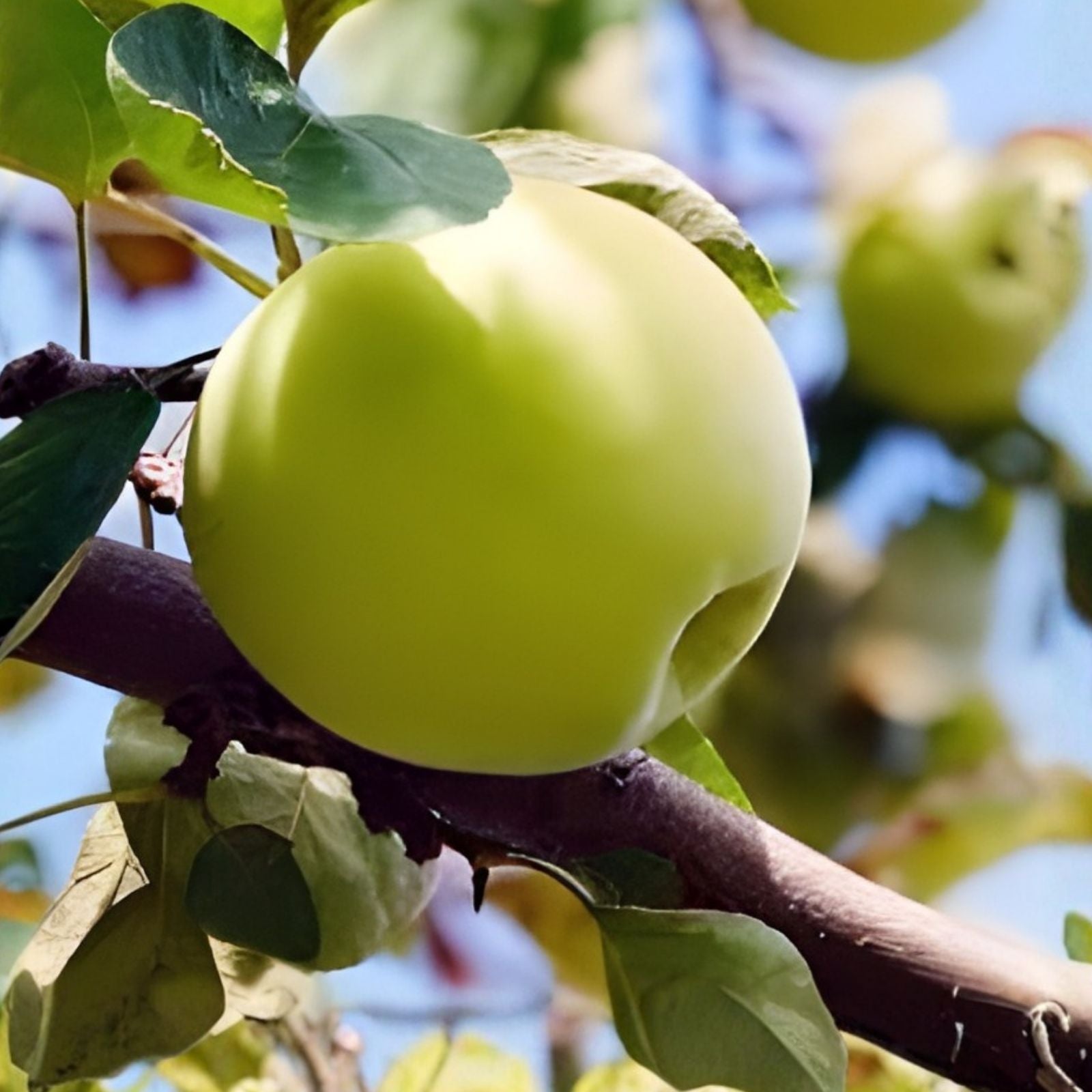 Golden Delicious Apple Tree Cuttings 6 + 5 Organic Scions for Grafting Malus domestica, Fruit Tree Propagation, Live Planting