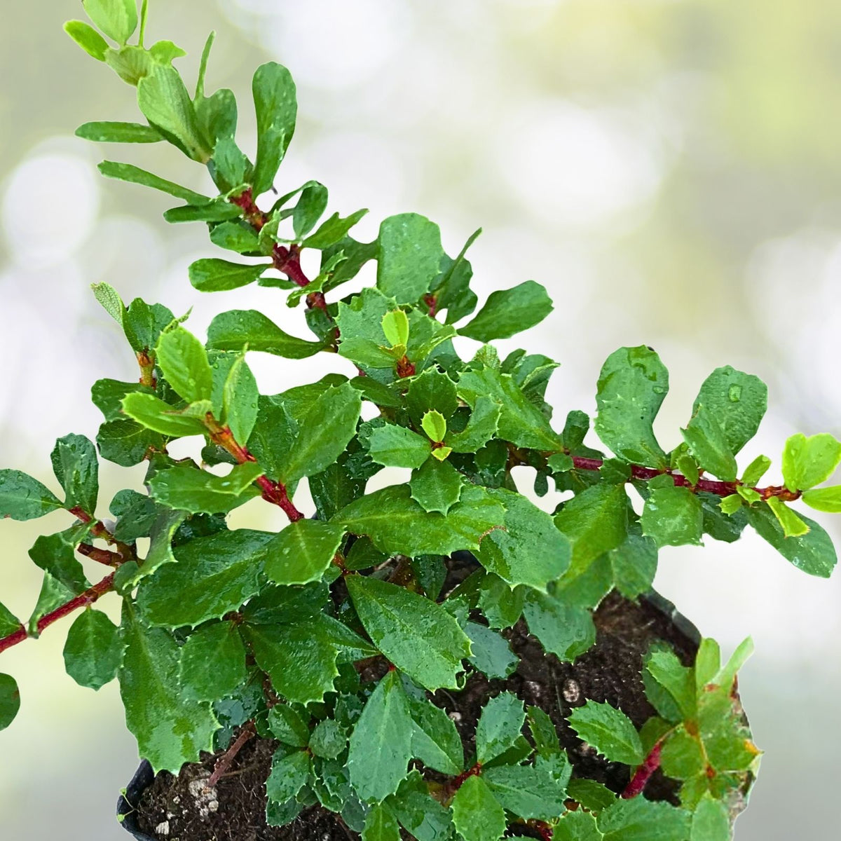 Ceanothus Ground Cover Plant 1 Gallon Point Reyes Low Spreading Evergreen Ceanothus gloriosus ‘Point Reyes’