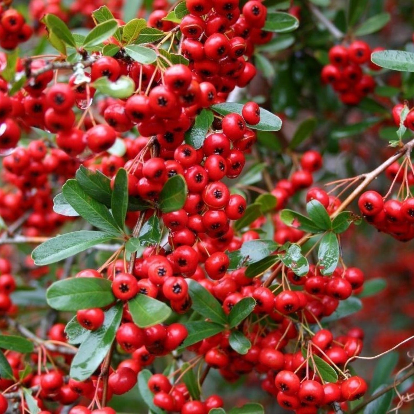 Victory Pyracantha Seeds, Climbing Firethorn Bush, 30+ Seeds, Outdoor Garden Plant, Pyracantha coccinea