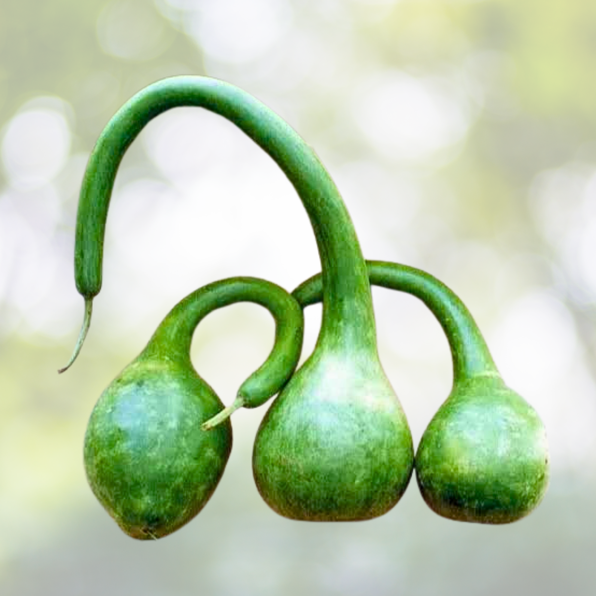 Large Decorative Dipper Gourd Seeds - Non-GMO Arts & Crafts 20 Seeds (Lagenaria siceraria)