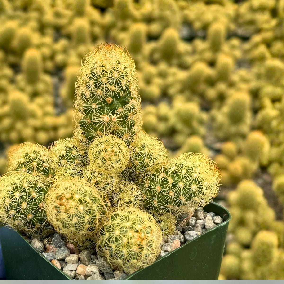 Ladyfinger Cactus Cluster - Golden Stars - Mammillaria Elongata - Low Maintenance Indoor Plant - Unique Cactus Variety